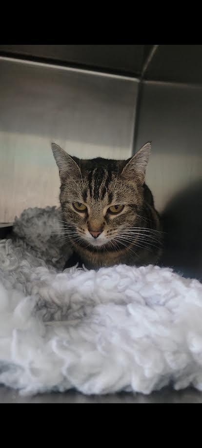 Bonnie, Adoptable, Adult Female Domestic Short Hair & Domestic Short Hair.