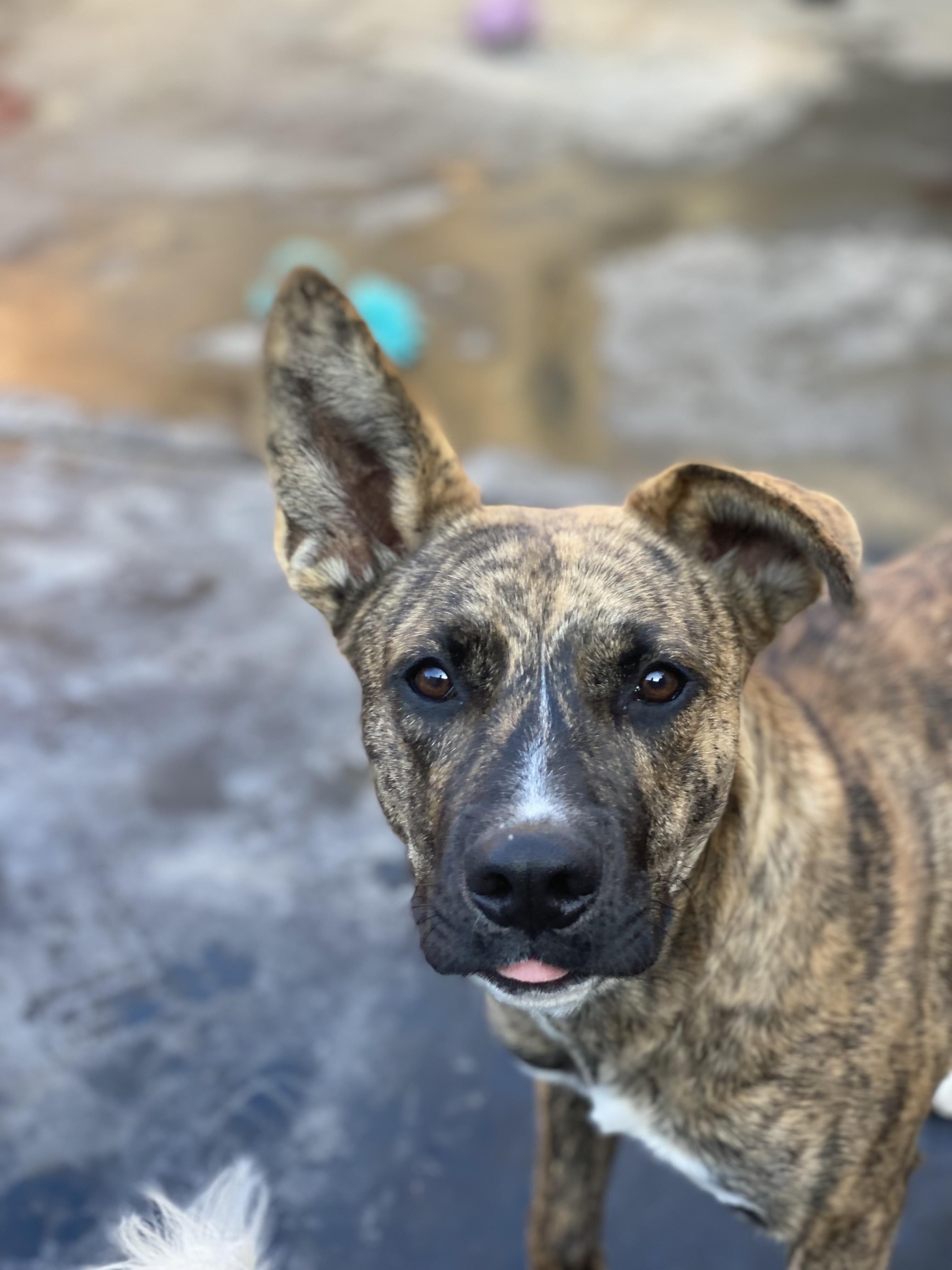 Lulu, a Adopted Dutch Shepherd in Century City, CA image 1/2