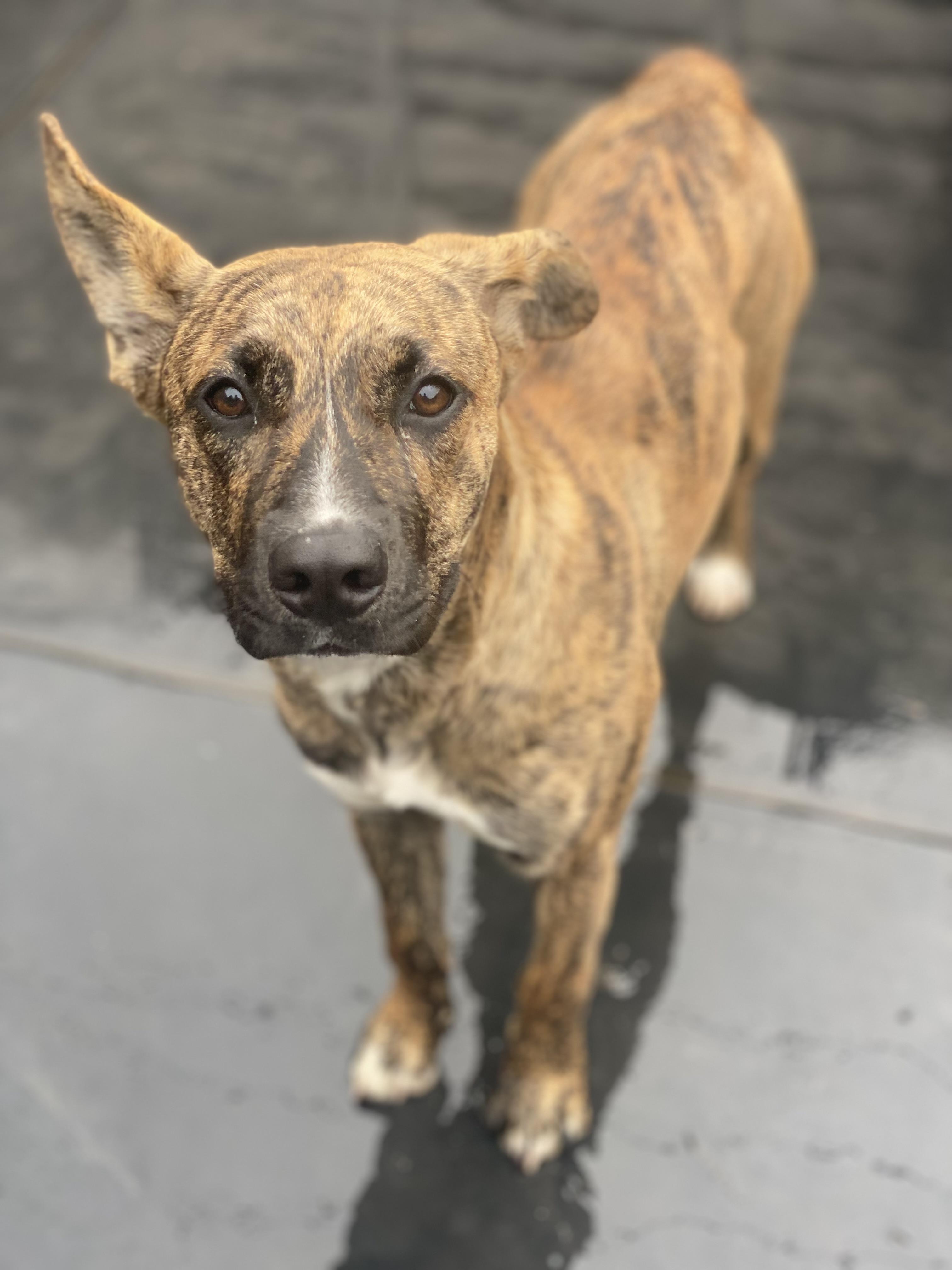 Lulu, a Adopted Dutch Shepherd in Century City, CA image 2/2