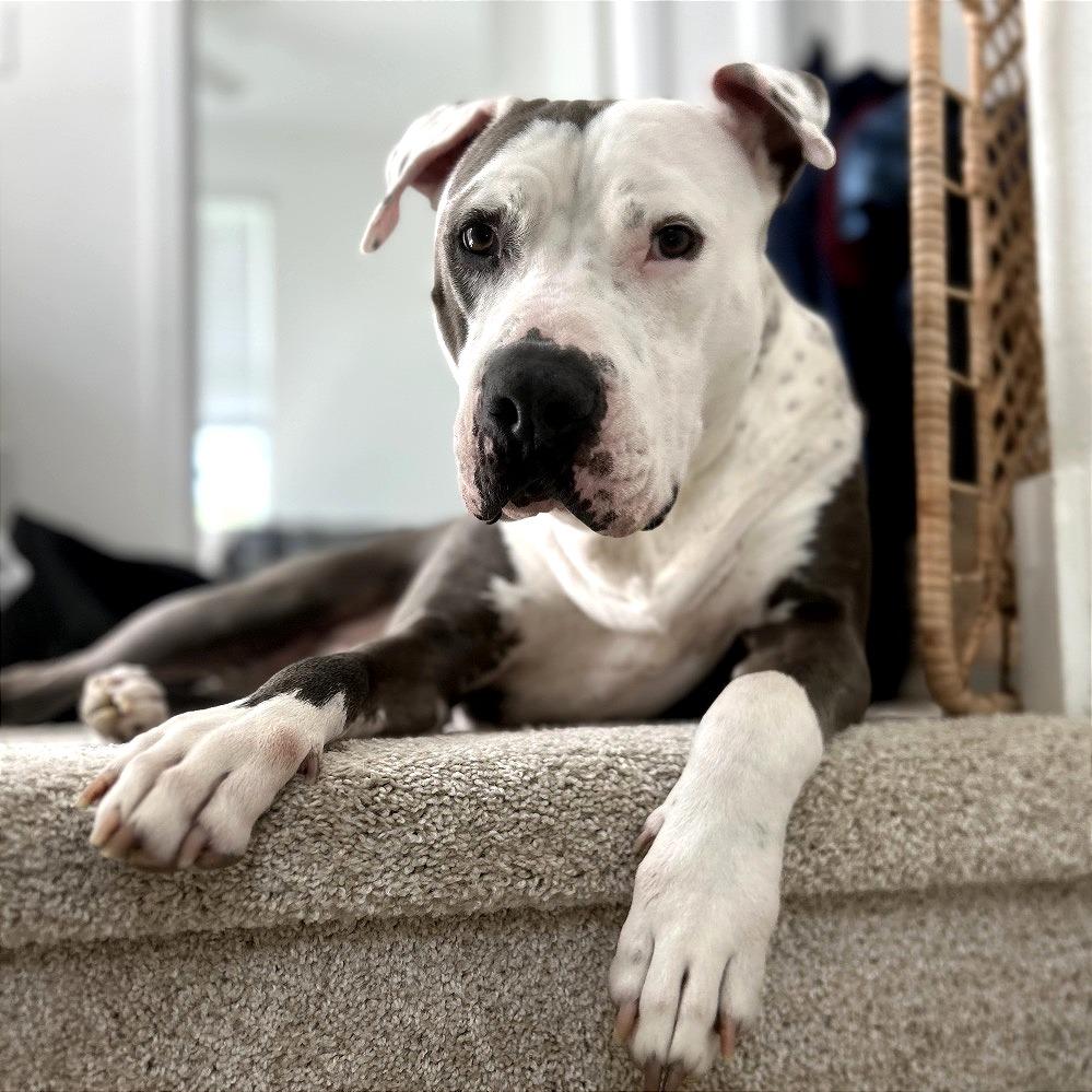 Walter, a Adoptable Pit Bull Terrier in Tampa, FL image 1/6