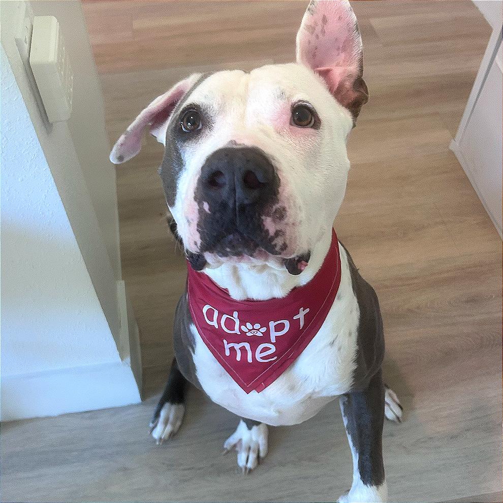 Walter, a Adoptable Pit Bull Terrier in Tampa, FL image 3/6