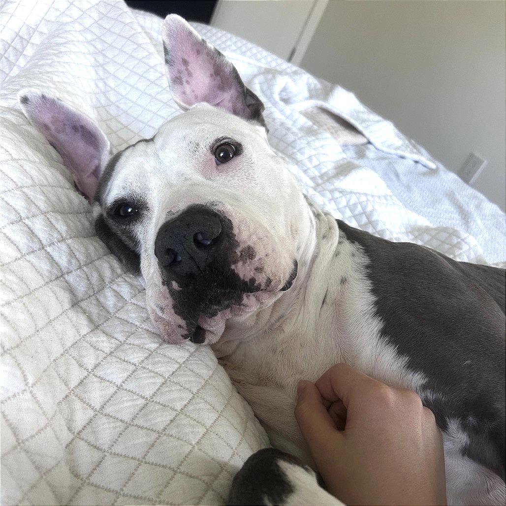 Walter, a Adoptable Pit Bull Terrier in Tampa, FL image 4/6