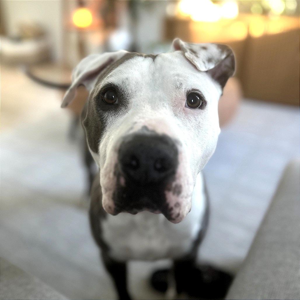 Walter, a Adoptable Pit Bull Terrier in Tampa, FL image 5/6