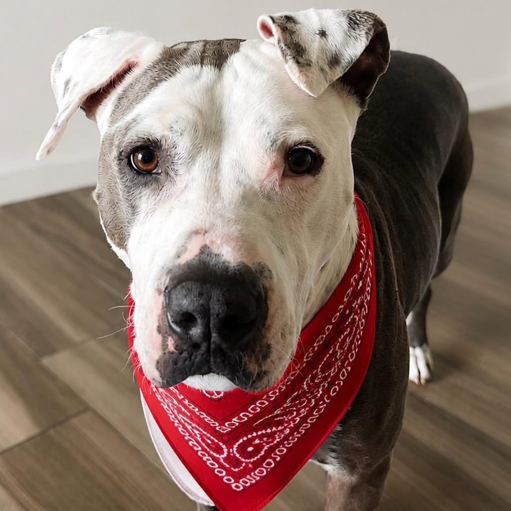 Walter, a Adoptable Pit Bull Terrier in Tampa, FL image 6/6