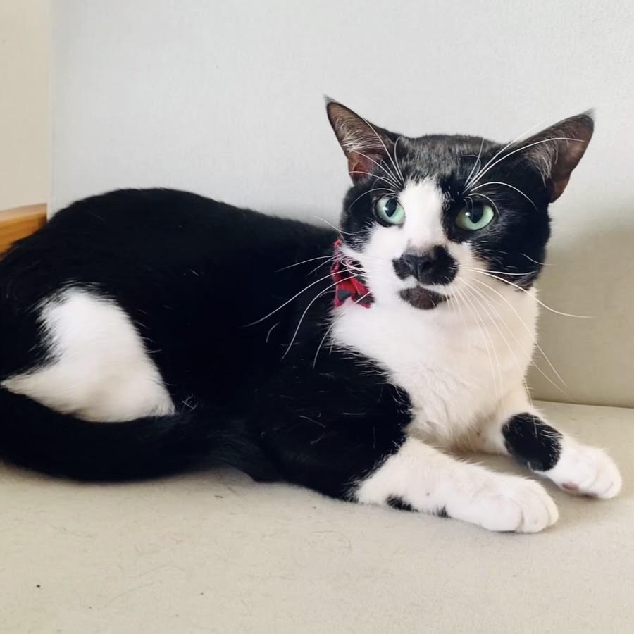 Cat for adoption Sylvester, a Domestic Short Hair in Vernon , CT