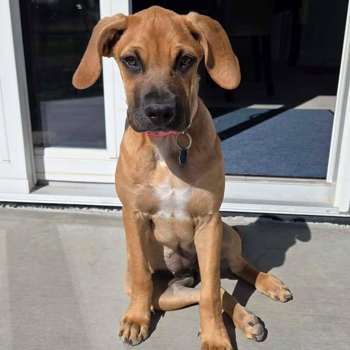 Enlarge Rose, an adopted mixed breed in Littleton, CO image 5/5