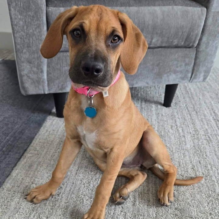 Rose, adopted, Puppy Female Basset Hound & Labrador Retriever.