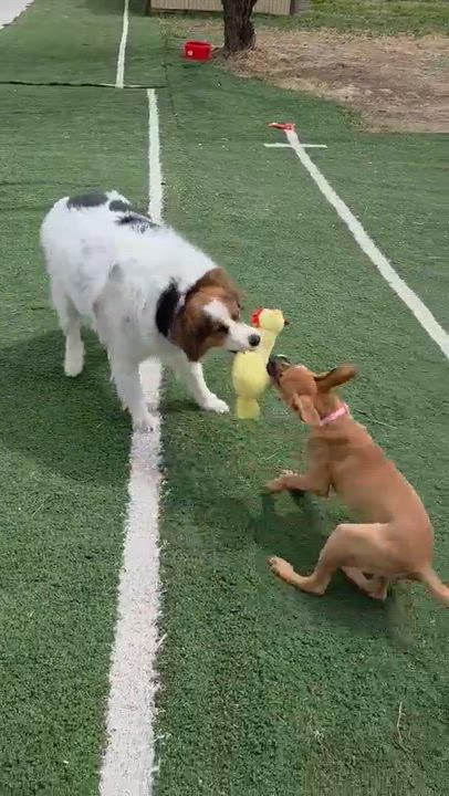 Enlarge Rose, an adopted mixed breed in Littleton, CO video 4/5