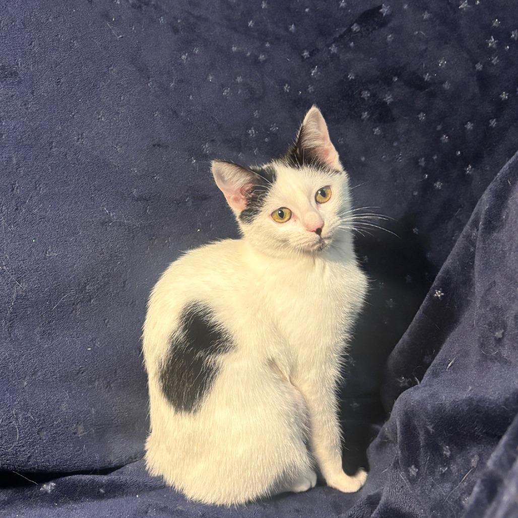 Cora Leyl, Adoptable, Kitten Female Domestic Short Hair.