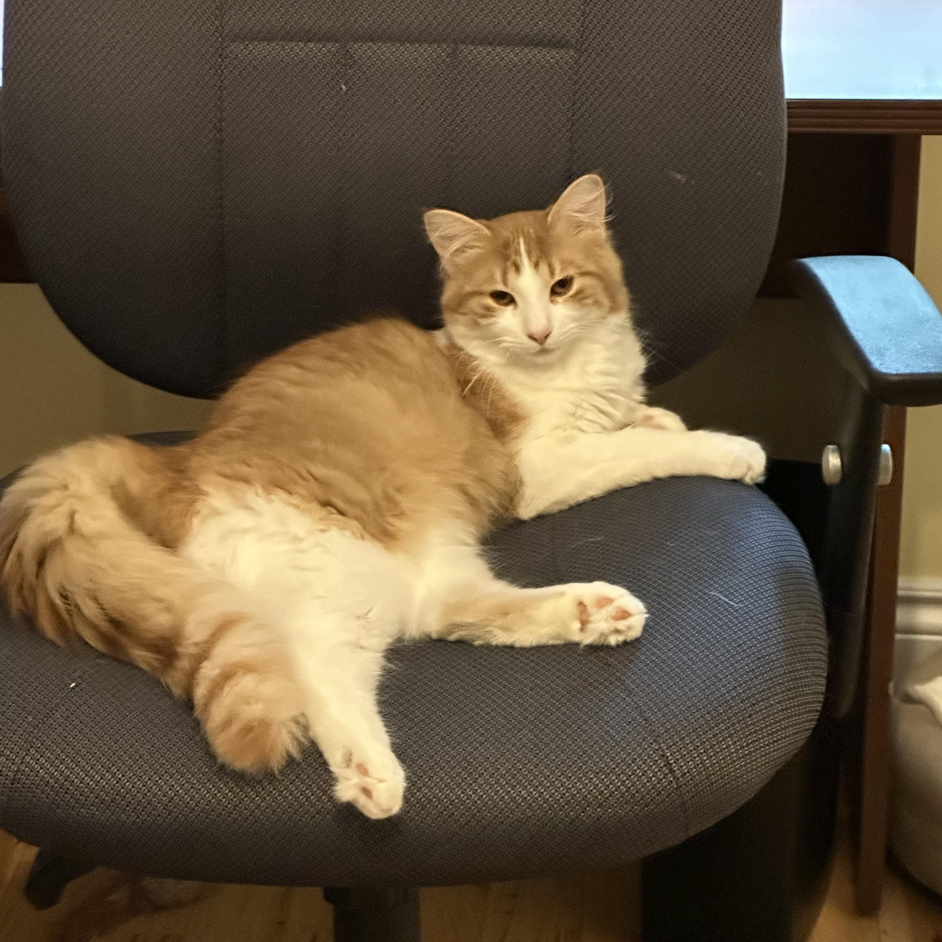 Enlarge Victor, a Adoptable Domestic Medium Hair in Pickering, ON image 1/3
