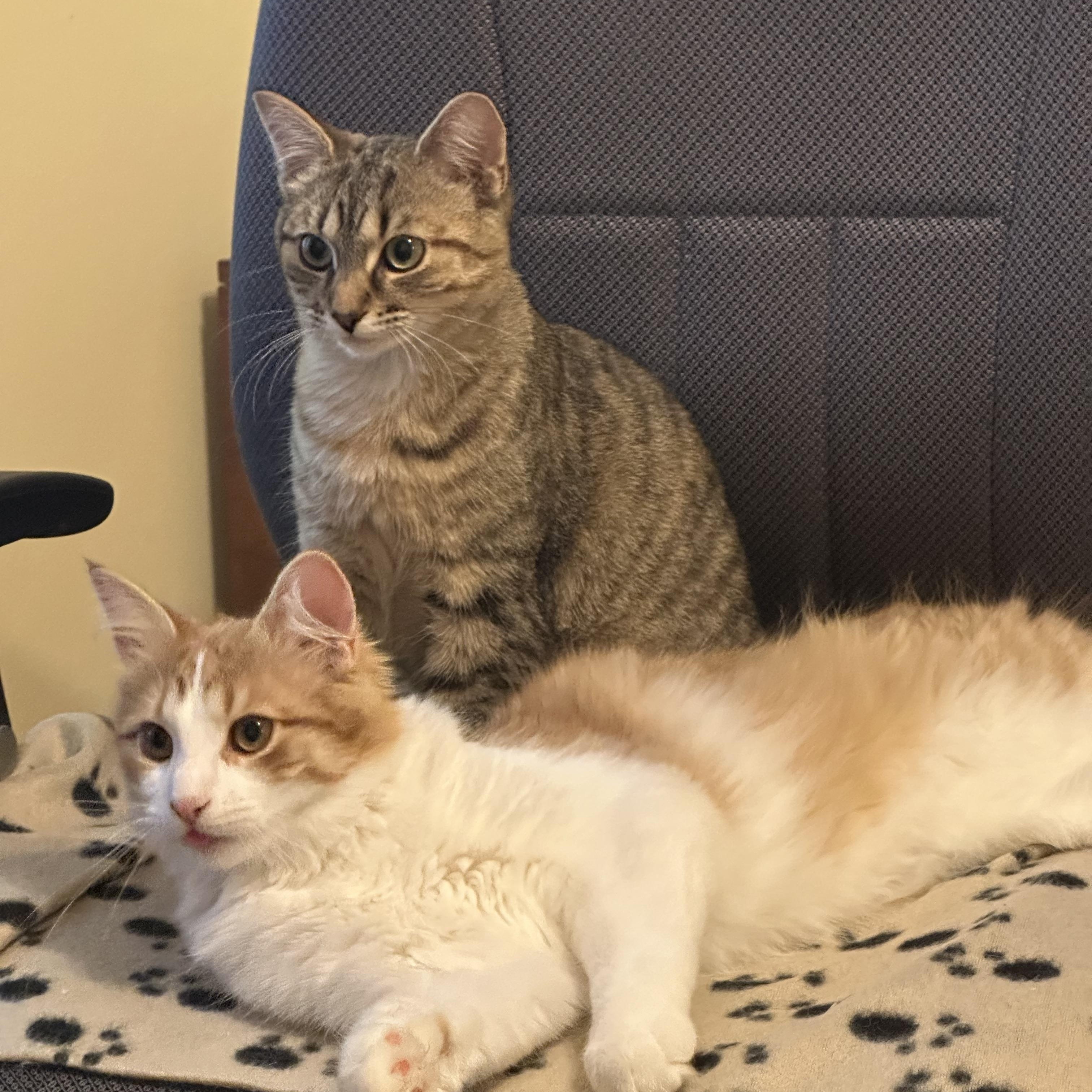 Enlarge Victor, a Adoptable Domestic Medium Hair in Pickering, ON image 2/3