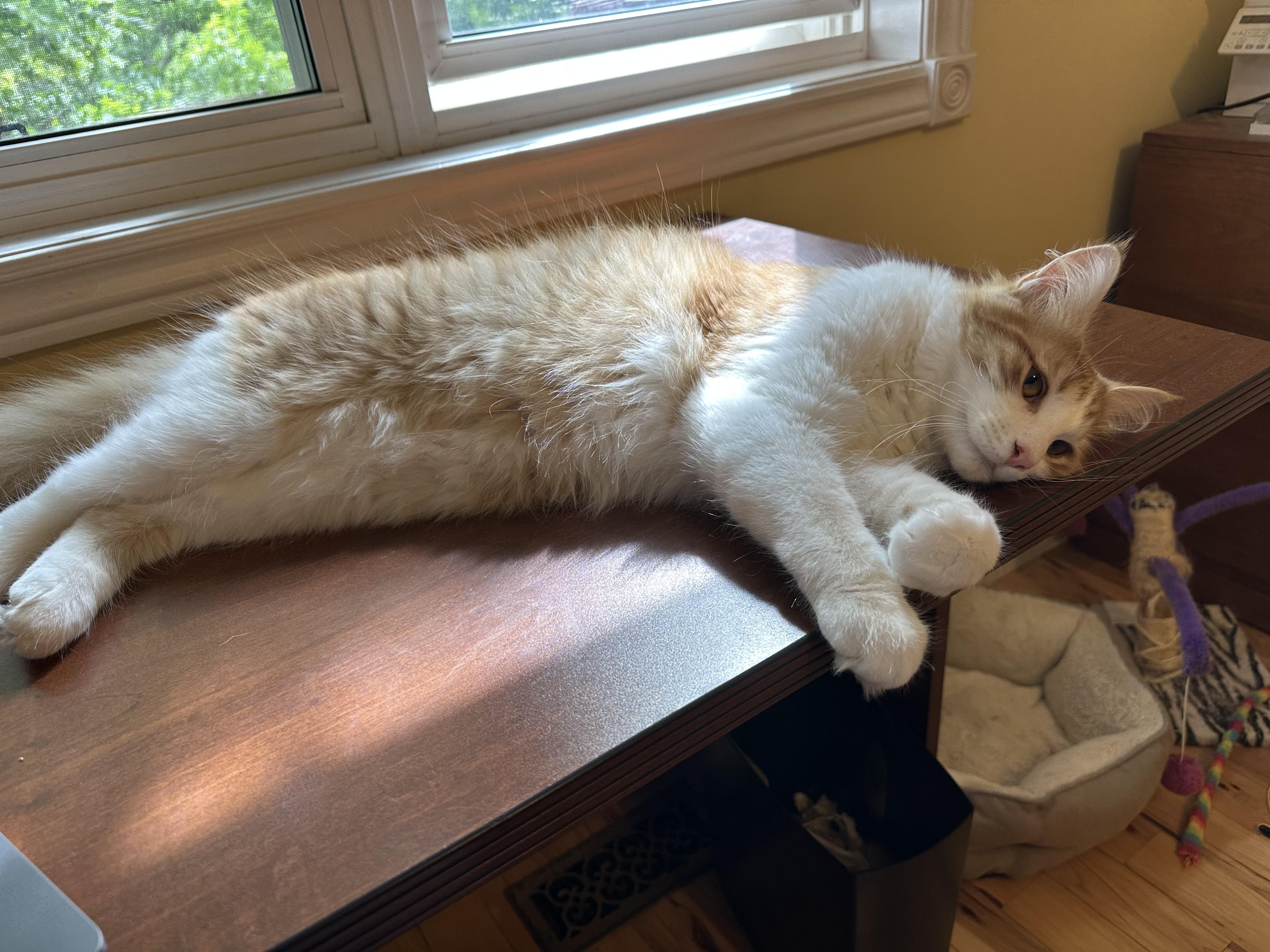 Enlarge Victor, a Adoptable Domestic Medium Hair in Pickering, ON image 3/3