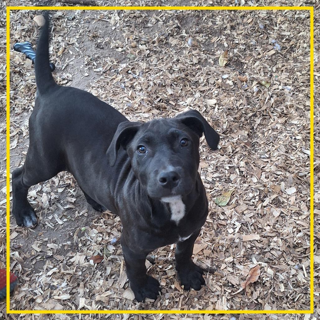 Eli, Adoptable, Puppy Male Black Labrador Retriever & Mixed Breed.