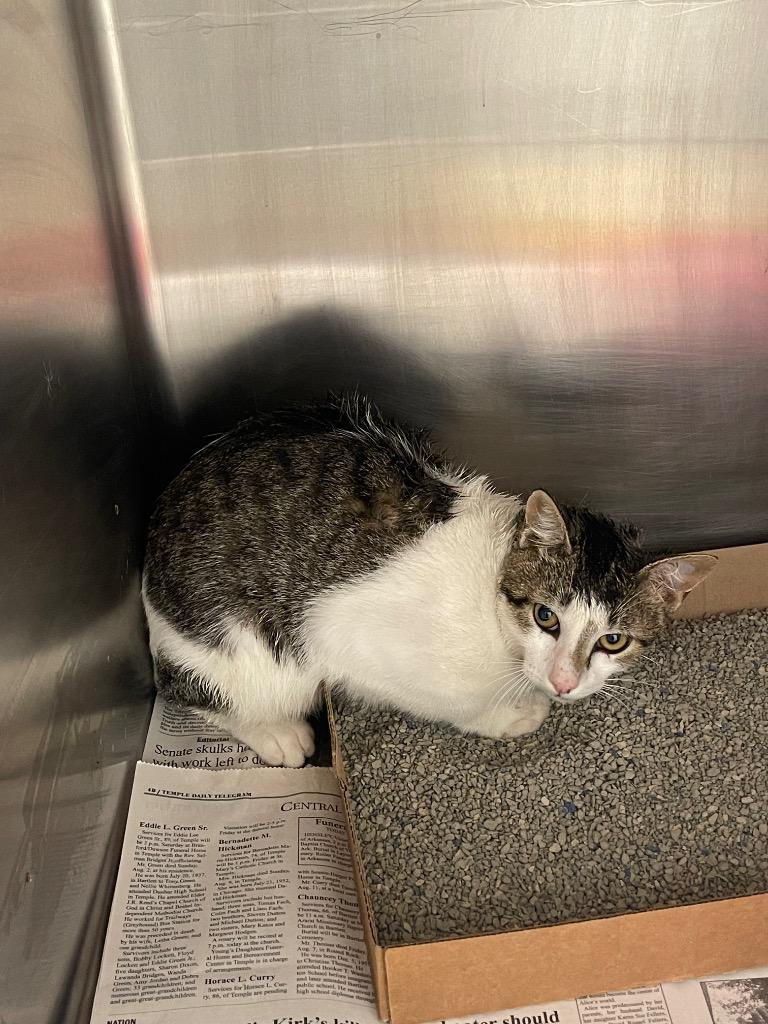 Billy Madison, Adoptable, Young Male Domestic Short Hair.