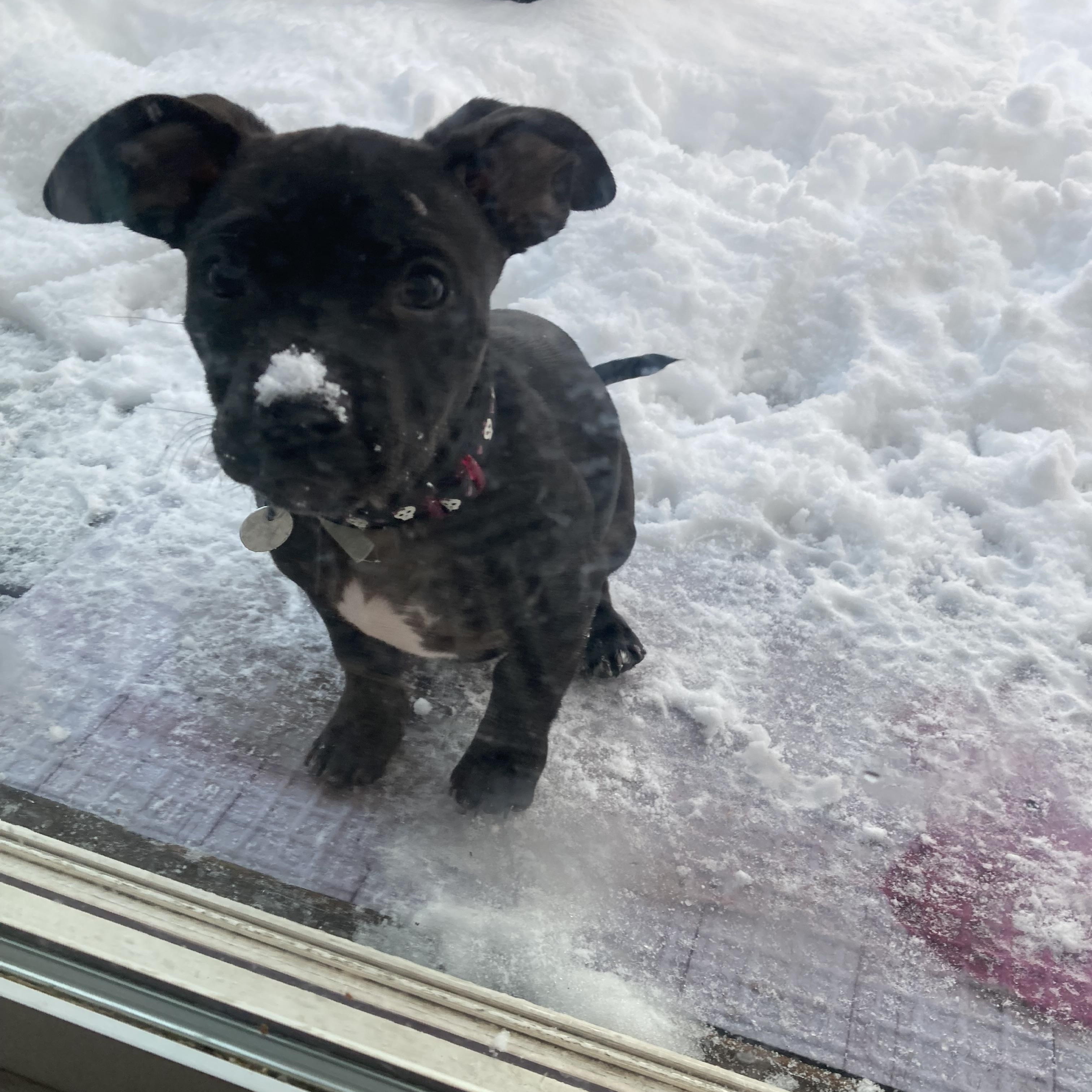 Enlarge Lil girl 0125, a Adoptable mixed breed in Sonora, CA image 1/5