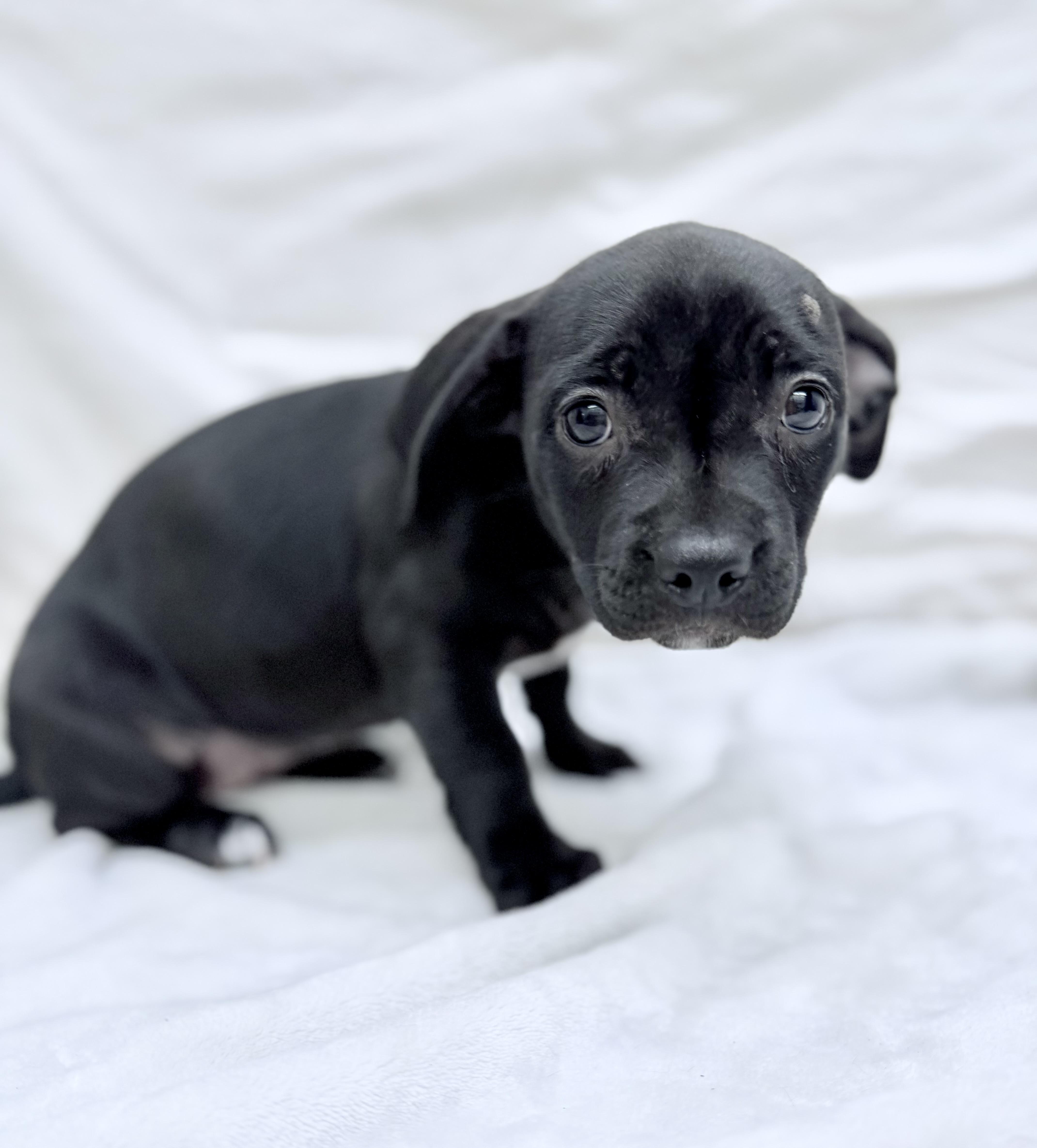 Enlarge Lil girl 0125, a Adoptable mixed breed in Sonora, CA image 3/5