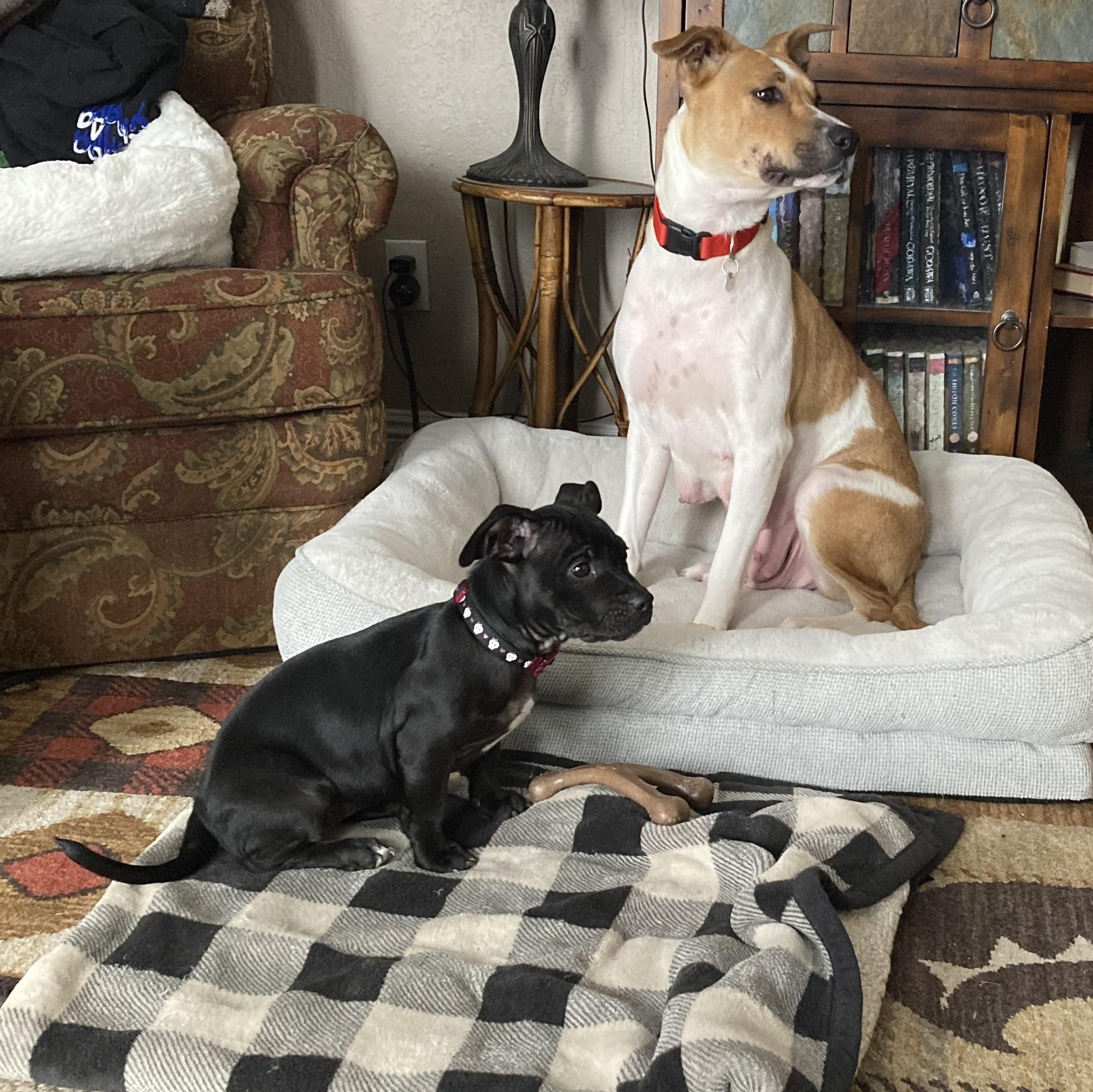 Enlarge Lil girl 0125, a Adoptable mixed breed in Sonora, CA image 2/5