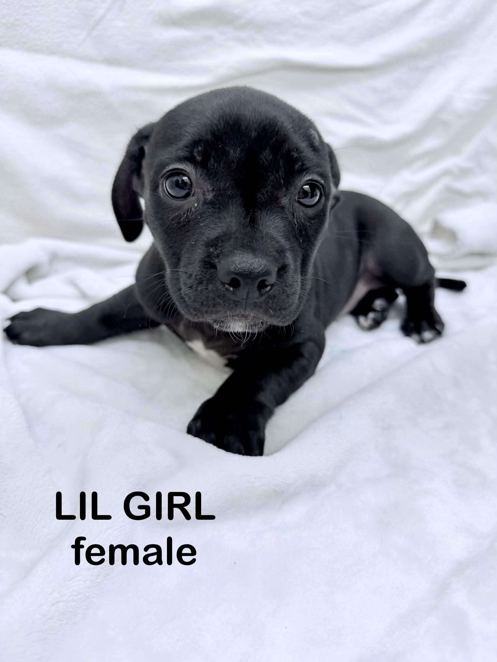 Enlarge Lil girl 0125, a Adoptable mixed breed in Sonora, CA image 4/5