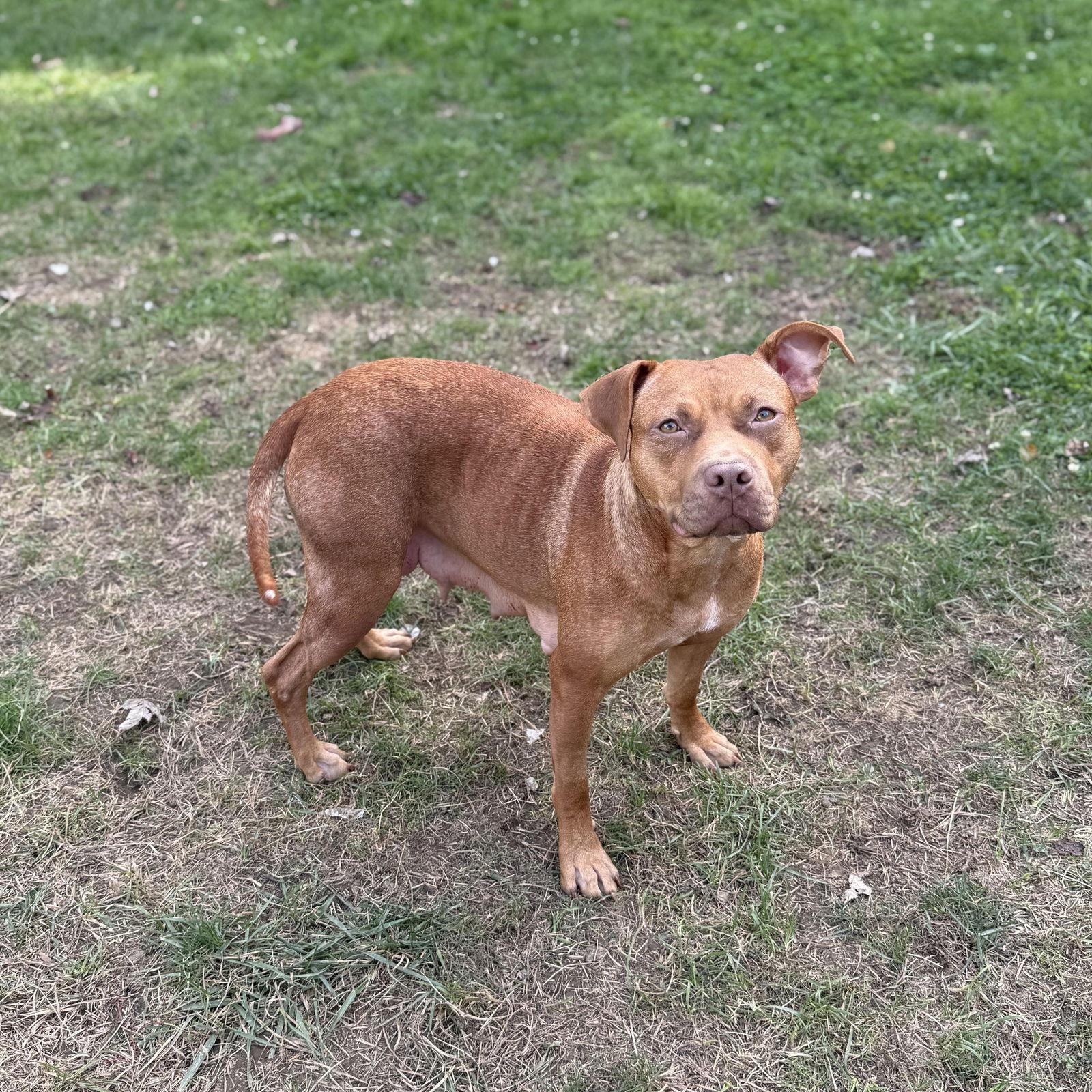 Punkin, Adoptable, Adult Female American Staffordshire Terrier.