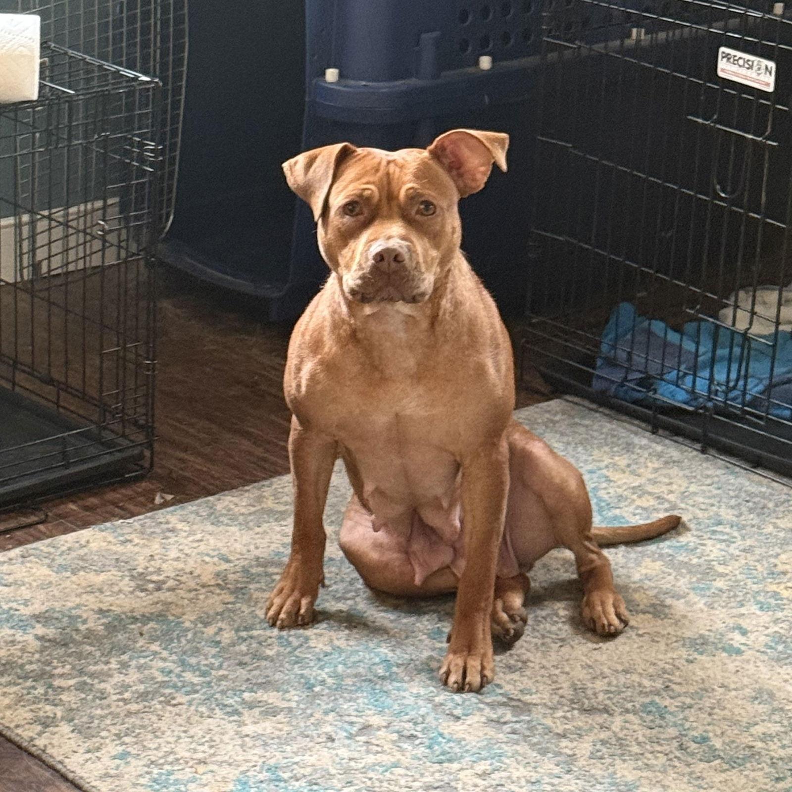 Punkin, a Adoptable American Staffordshire Terrier in Powell, OH image 1/3