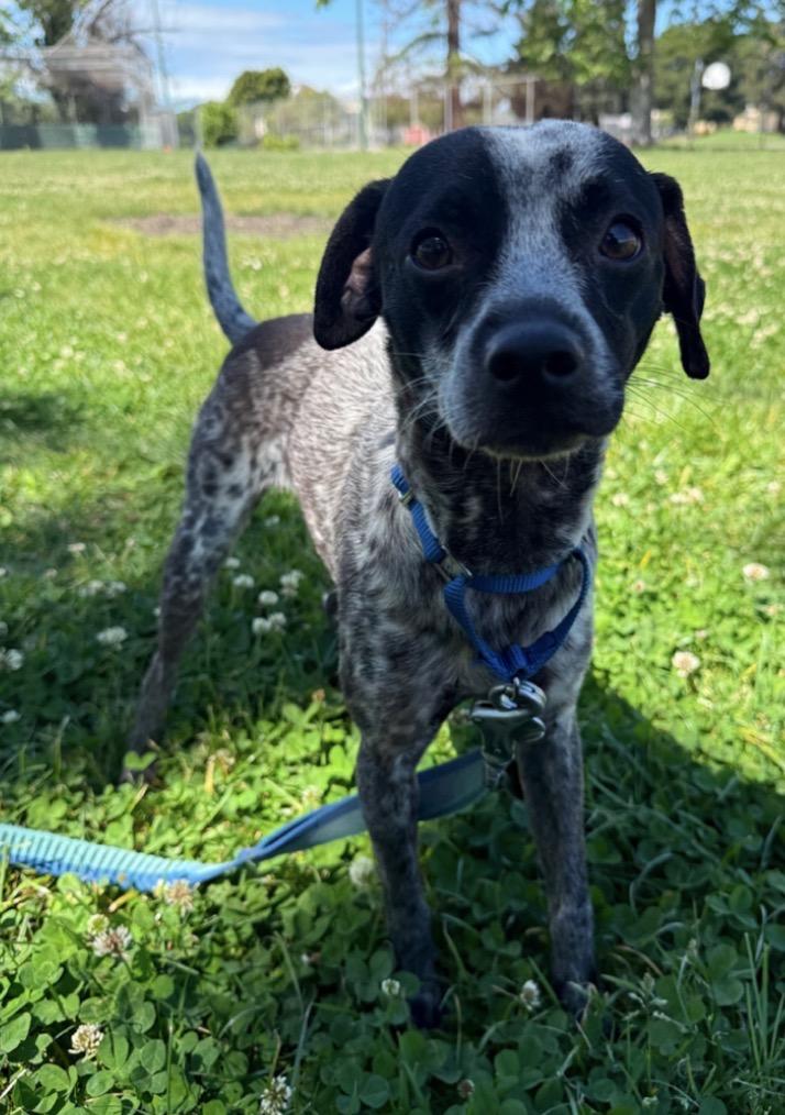 Morty, ADOPTABLE, Young Male German Shorthaired Pointer & Chihuahua.