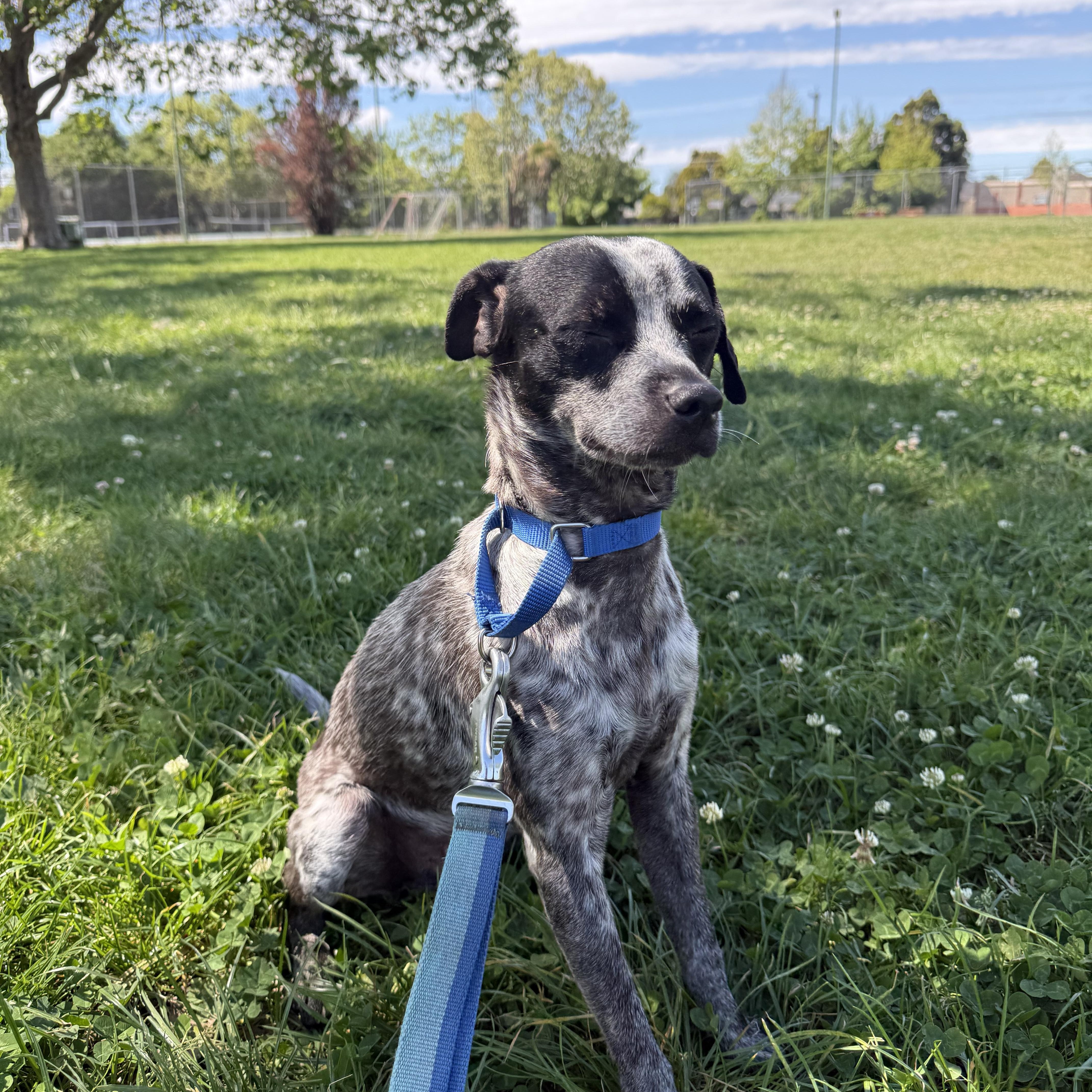 Morty, a ADOPTABLE mixed breed in Oakland, CA image 2/4