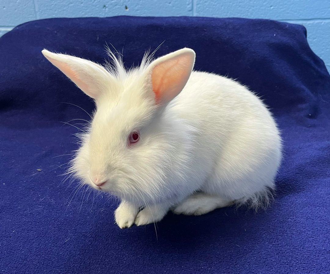 Lily, a Adoptable Bunny Rabbit in Harrisburg, PA image 3/4
