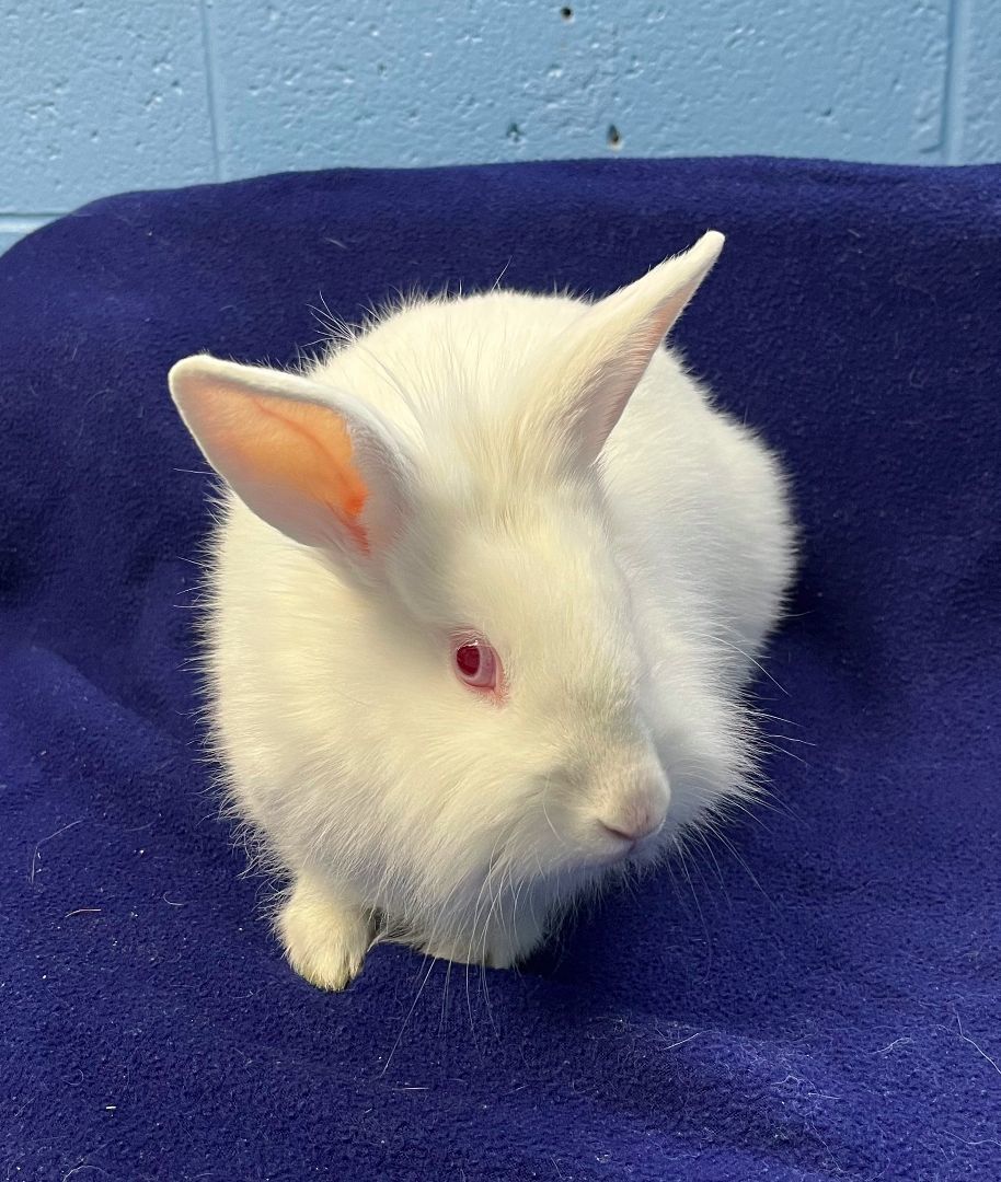 Lily, Adoptable, Adult Female Bunny Rabbit.