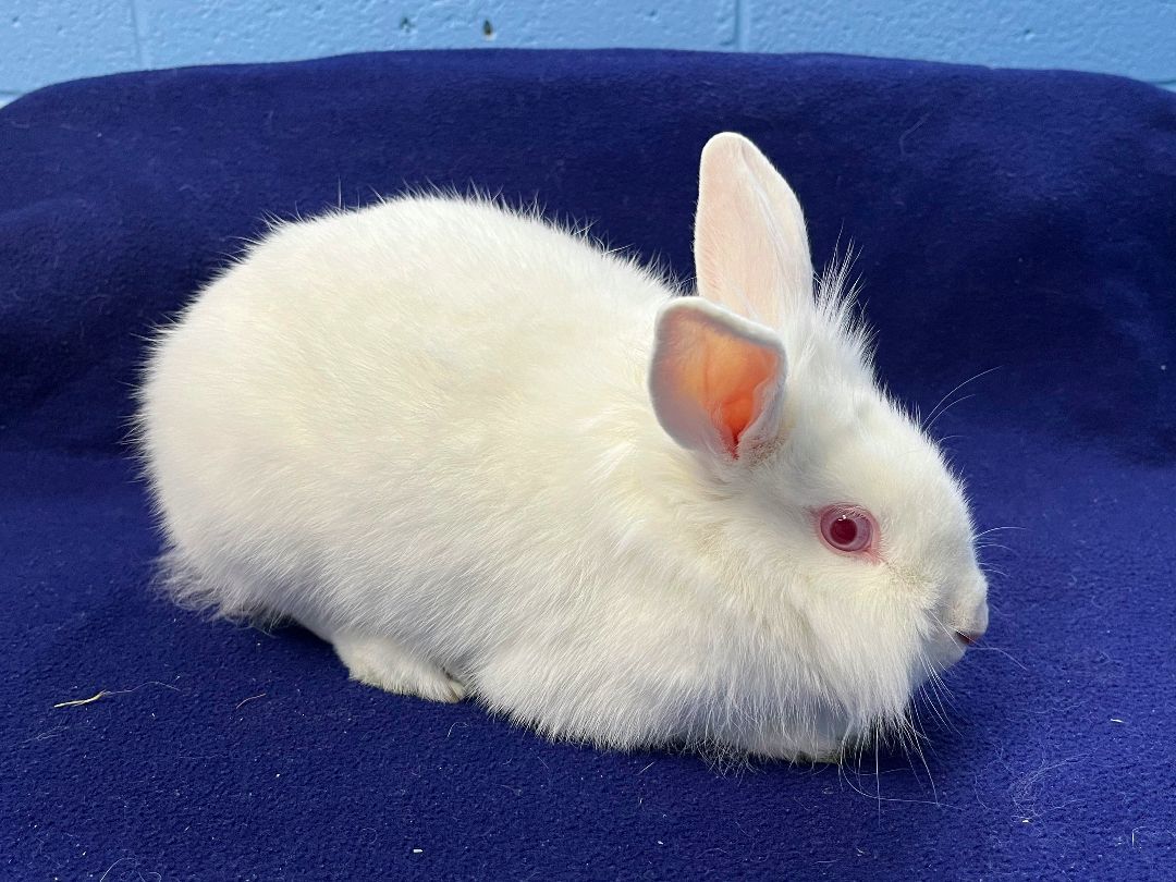 Lily, a Adoptable Bunny Rabbit in Harrisburg, PA image 4/4