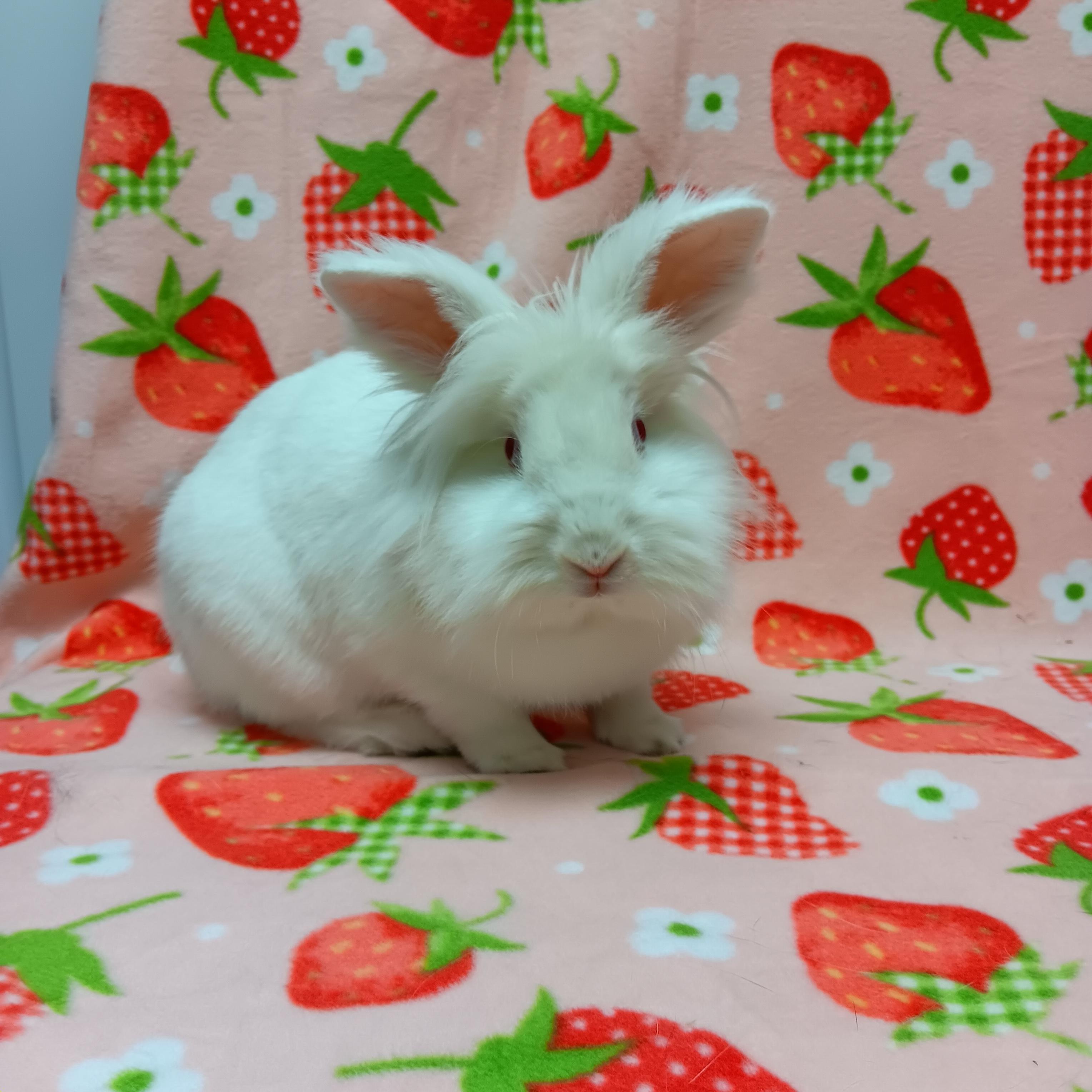 Lily, a Adoptable Bunny Rabbit in Harrisburg, PA image 2/4