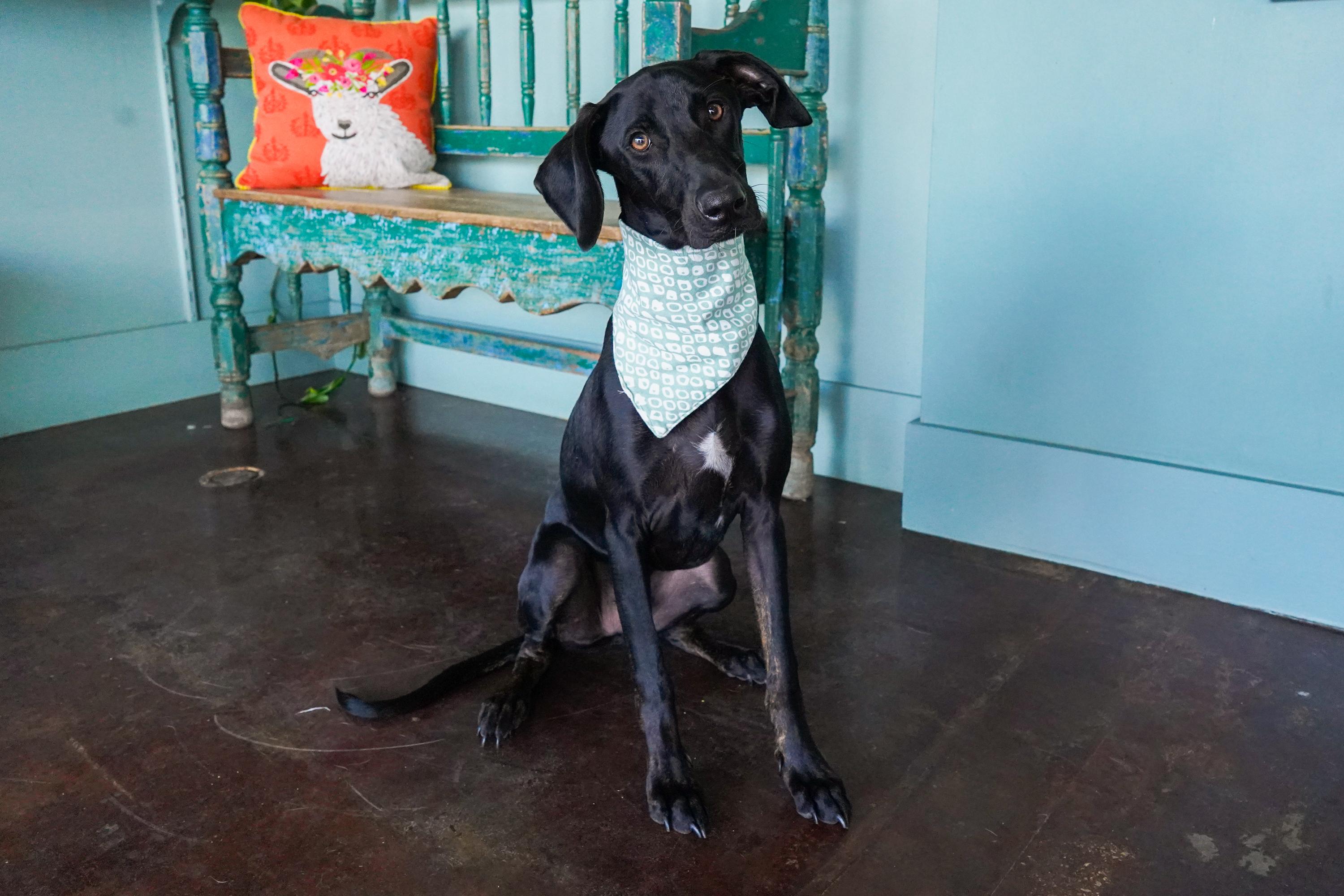 Drew, an adoptable Whippet, Hound in San Antonio, TX, 78209 | Photo Image 1