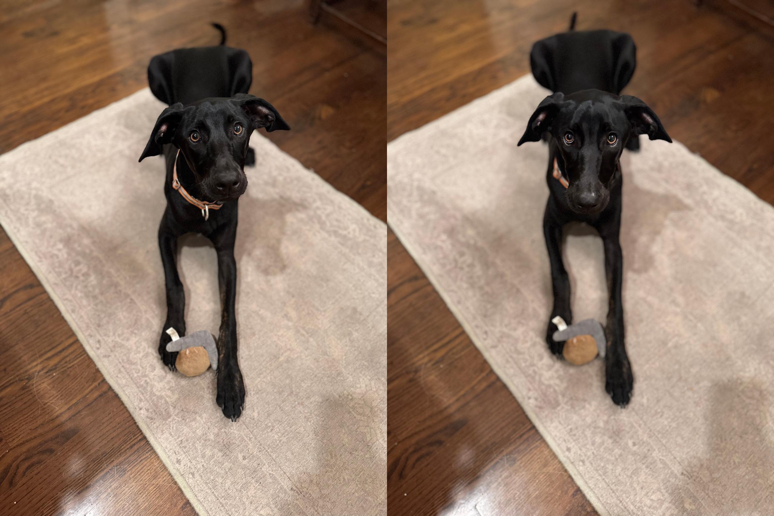 Drew, an adoptable Whippet, Hound in San Antonio, TX, 78209 | Photo Image 2