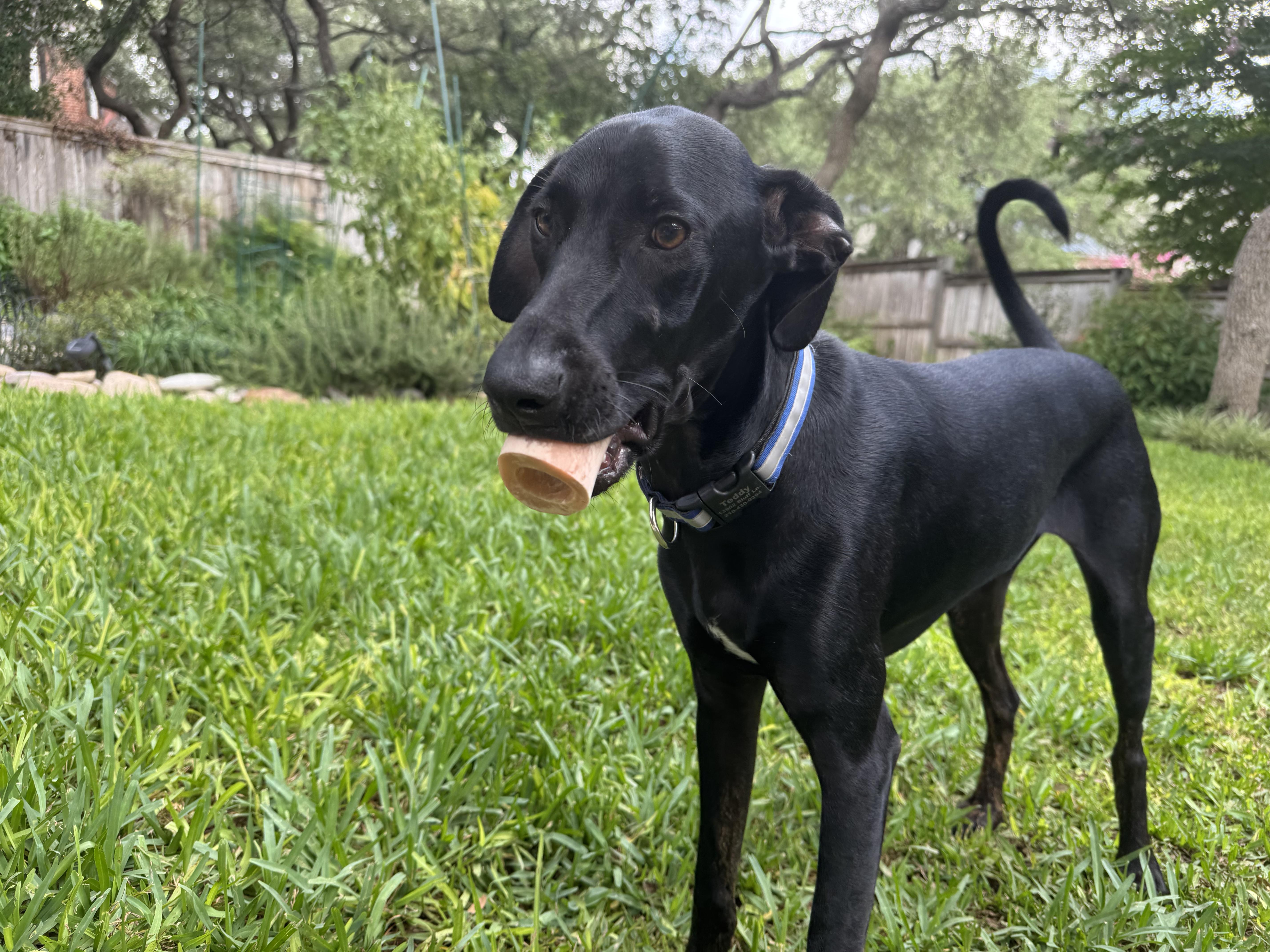 Drew, an adoptable Whippet, Hound in San Antonio, TX, 78209 | Photo Image 4