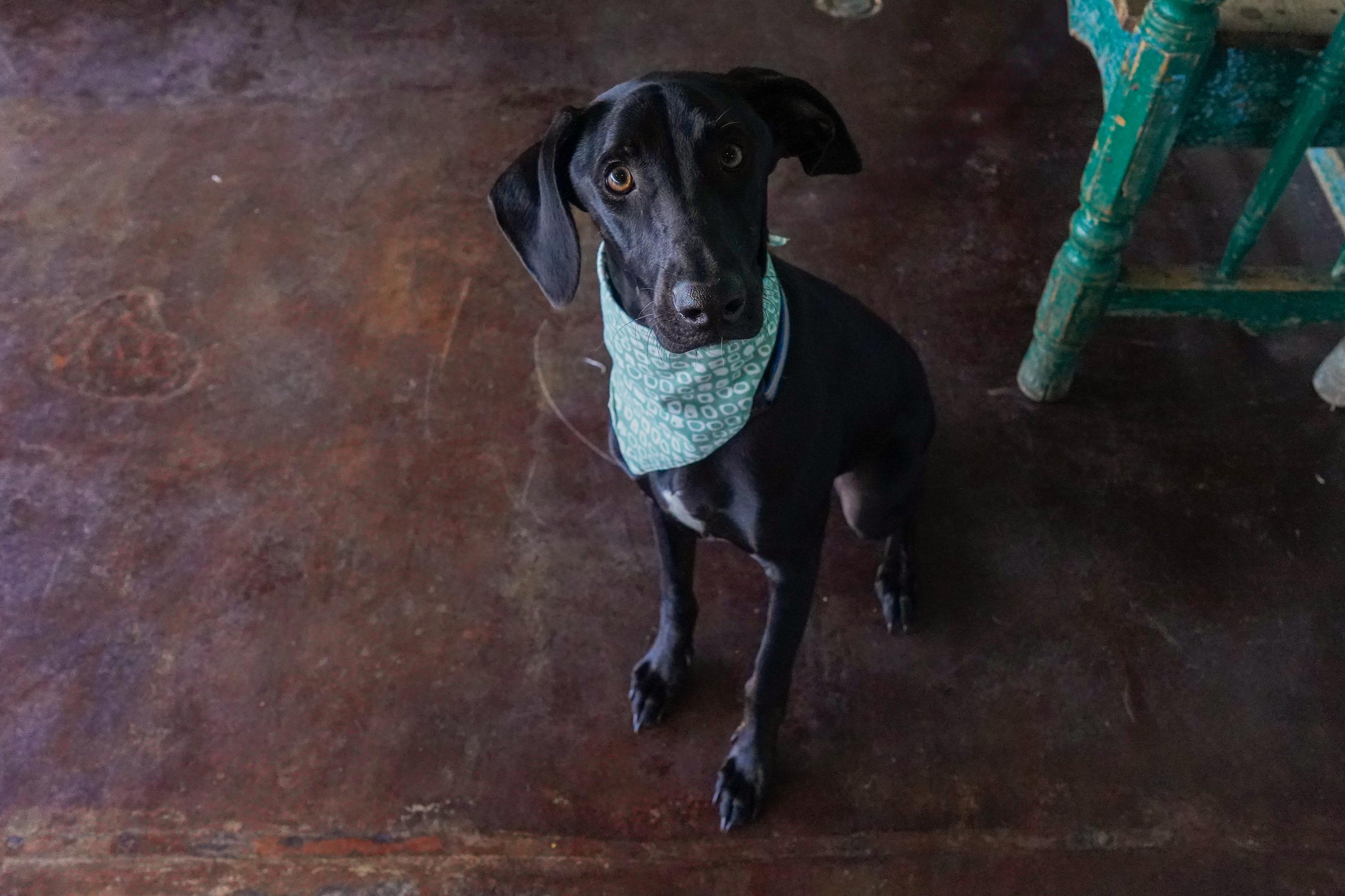 Drew, an adoptable Whippet, Hound in San Antonio, TX, 78209 | Photo Image 5