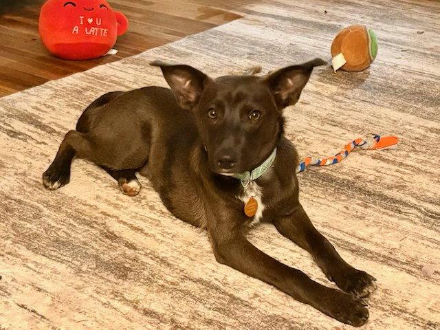 Enlarge **PINTO**, a Adoptable mixed breed in North Prairie, WI image 1/3