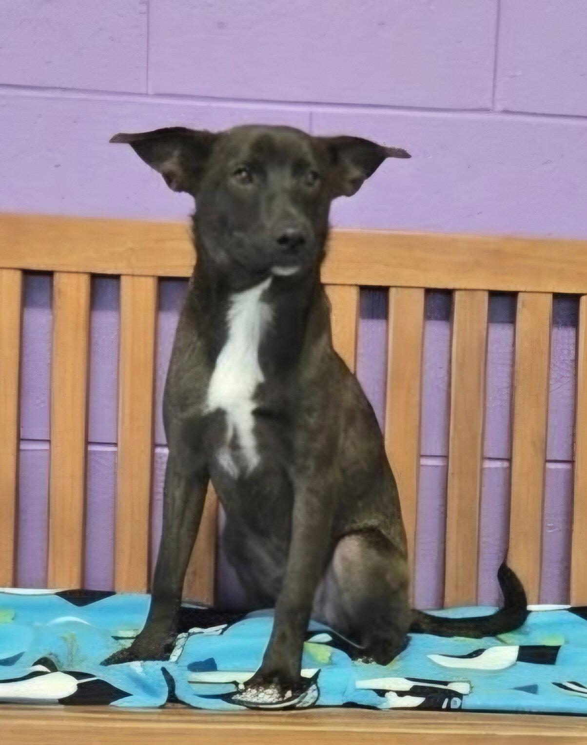 **PINTO**, Adoptable, Puppy Male Labrador Retriever & Shepherd.