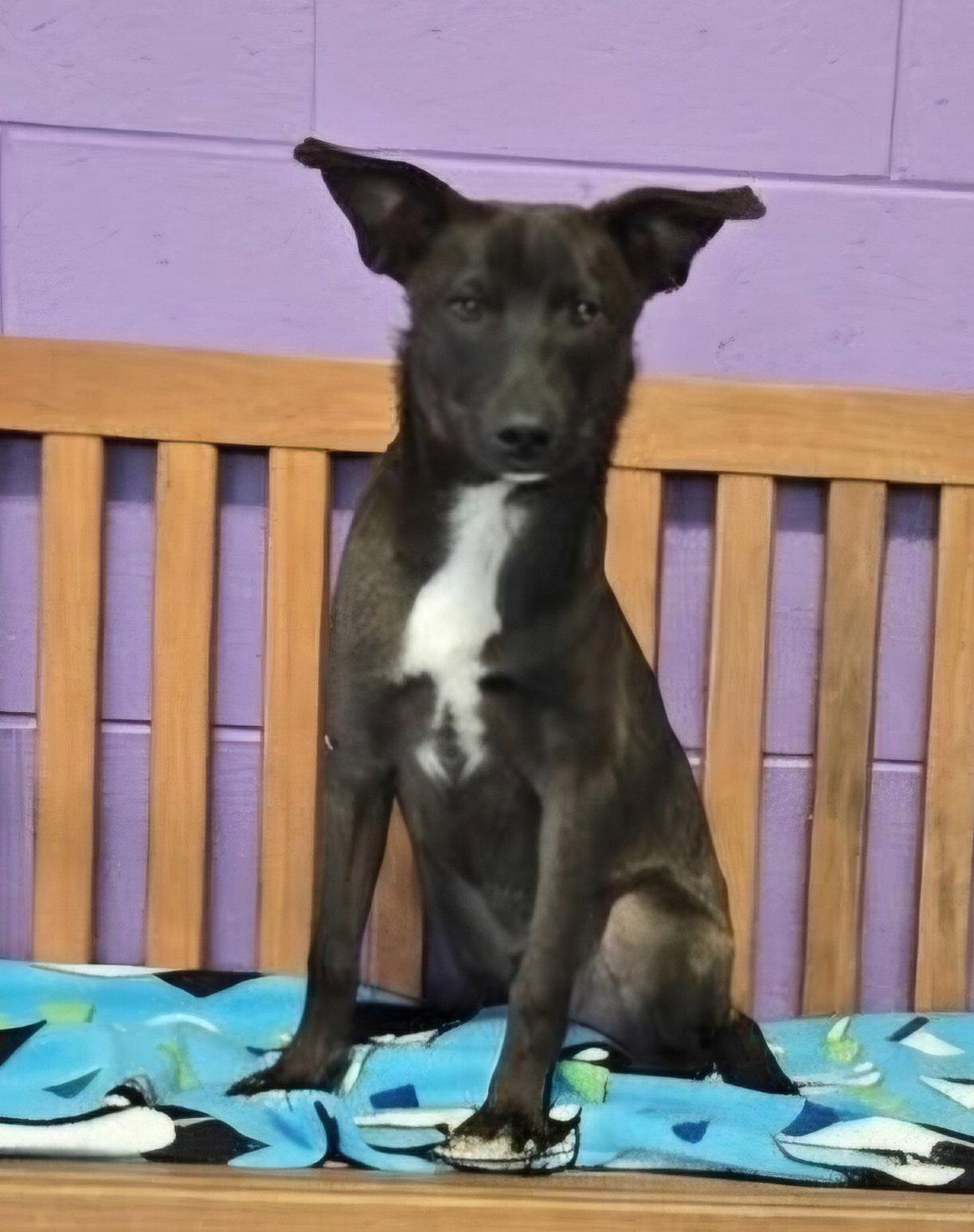 Enlarge **PINTO**, a Adoptable mixed breed in North Prairie, WI image 3/3