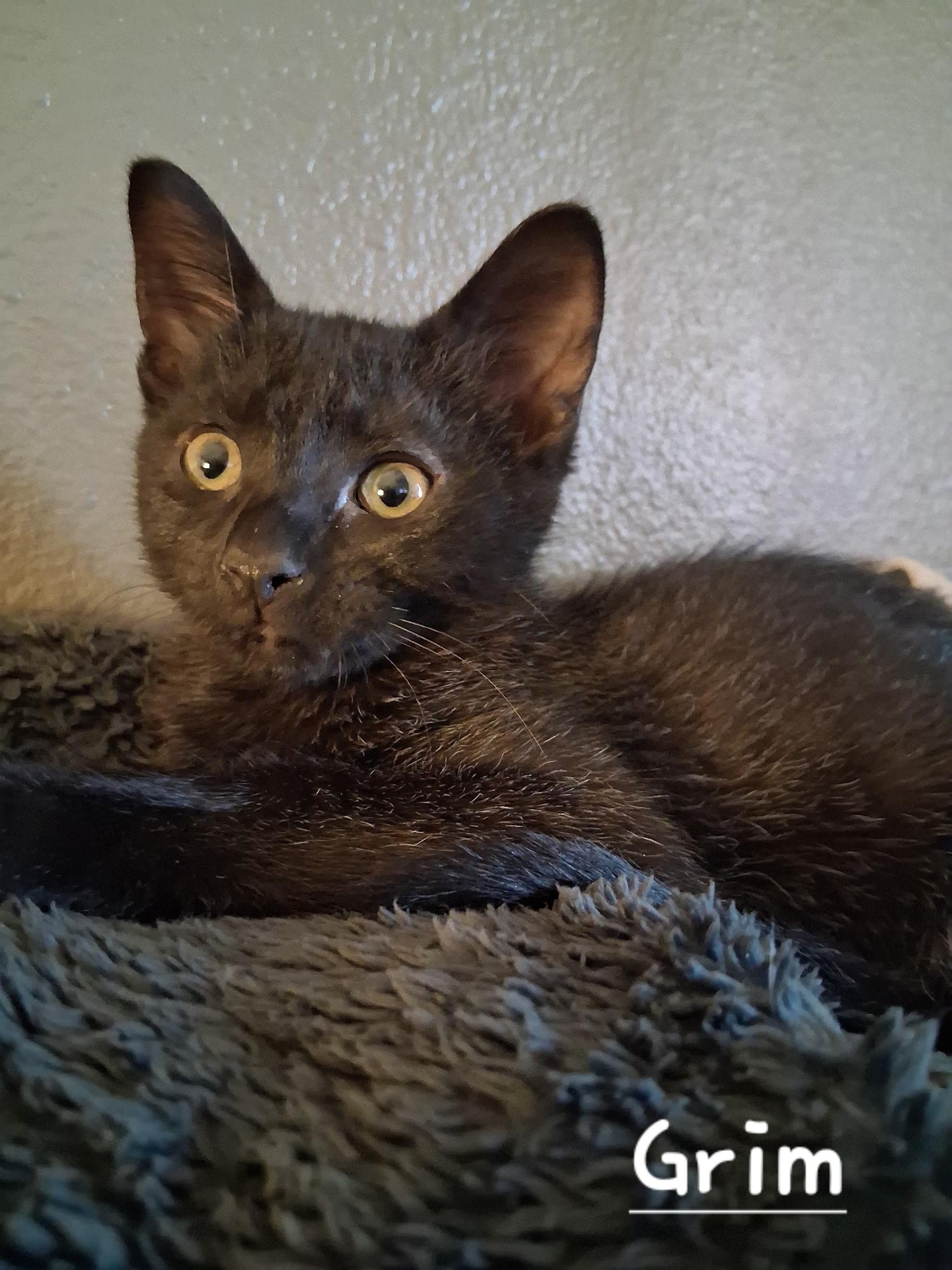 Grimm, an adoptable Domestic Short Hair in Lubbock, TX, 79424 | Photo Image 1
