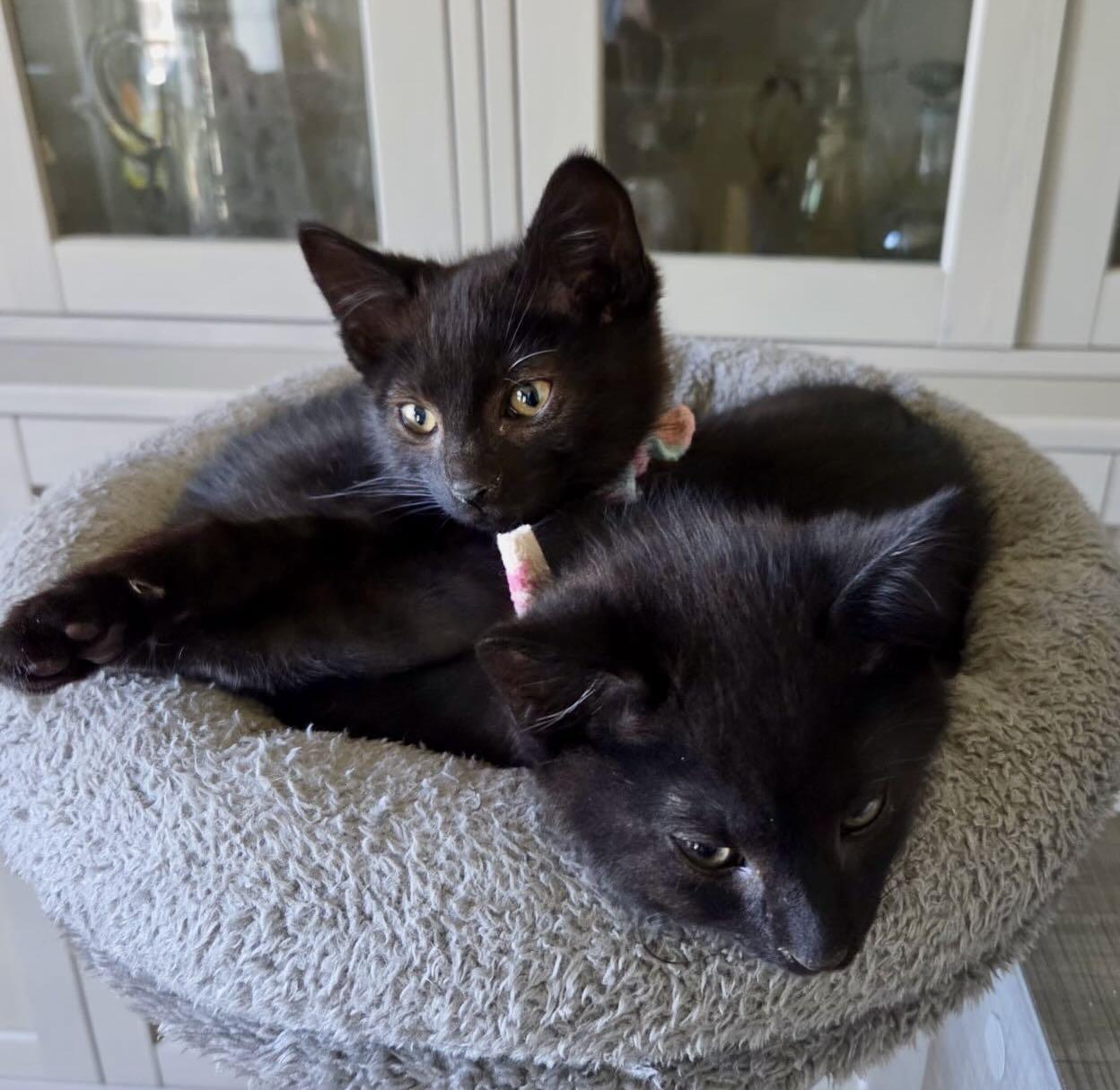Lenny & Louis, a Adoptable American Shorthair in Portland, OR image 2/3