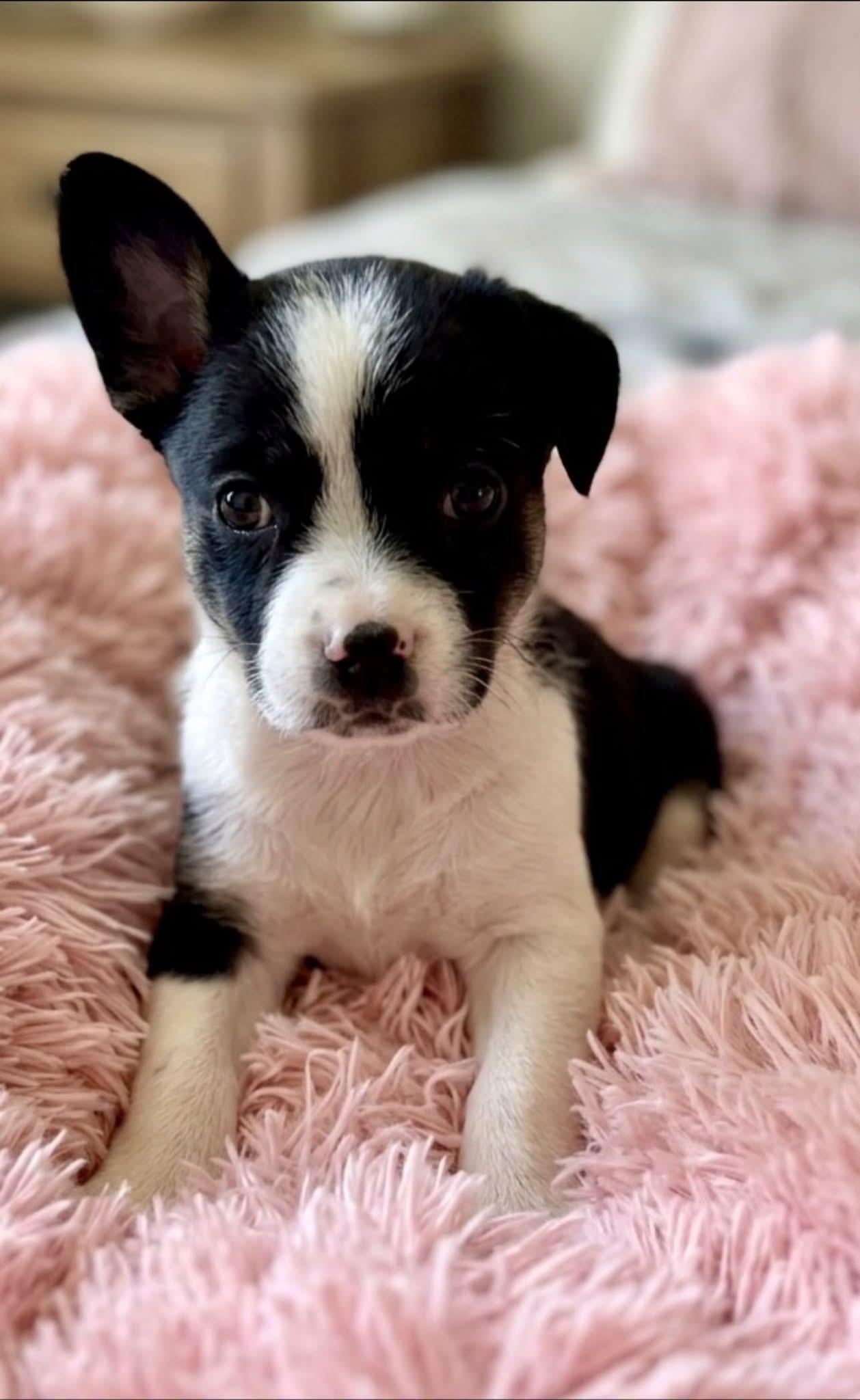 Posie, ADOPTABLE, Puppy Female French Bulldog & American Eskimo Dog.