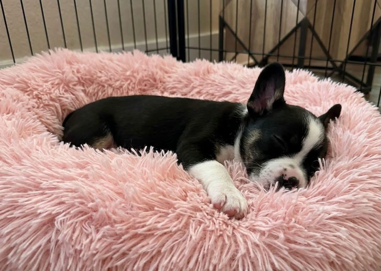 Posie, a ADOPTABLE mixed breed in Rockwall, TX image 2/4