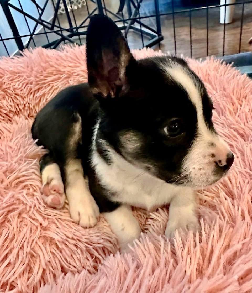 Posie, a ADOPTABLE mixed breed in Rockwall, TX image 3/4