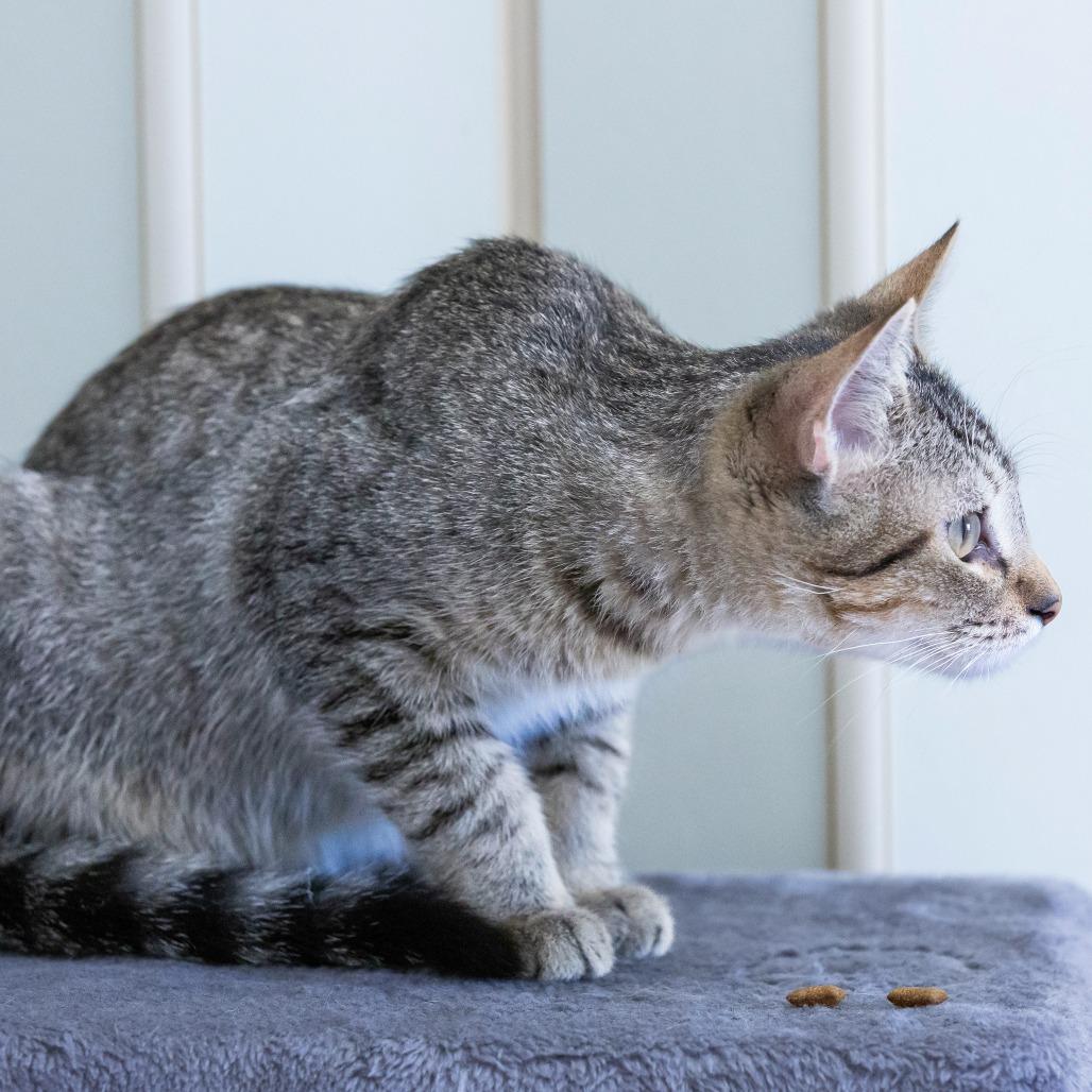 Potato, Adoptable, Young Male Domestic Short Hair.