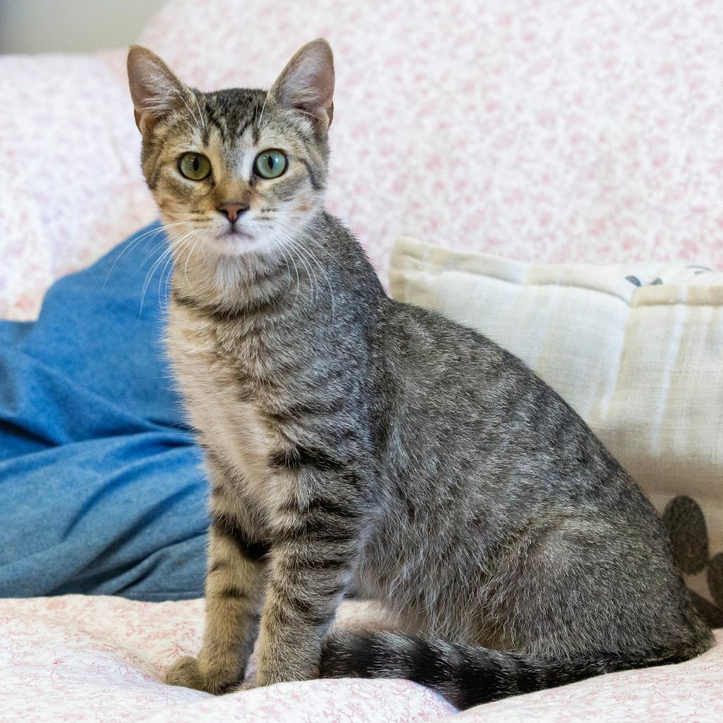 Enlarge Potato, a Adoptable Domestic Short Hair in Cartersville, GA image 2/4