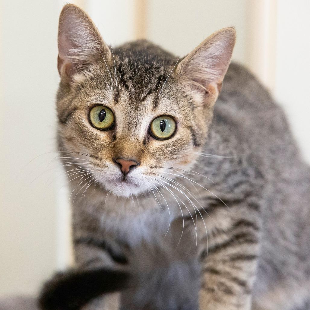 Enlarge Potato, a Adoptable Domestic Short Hair in Cartersville, GA image 3/4