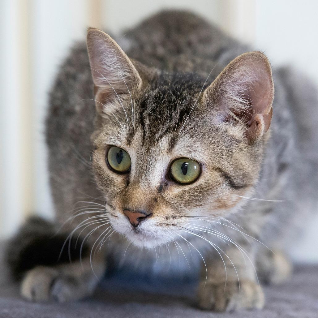 Enlarge Potato, a Adoptable Domestic Short Hair in Cartersville, GA image 4/4