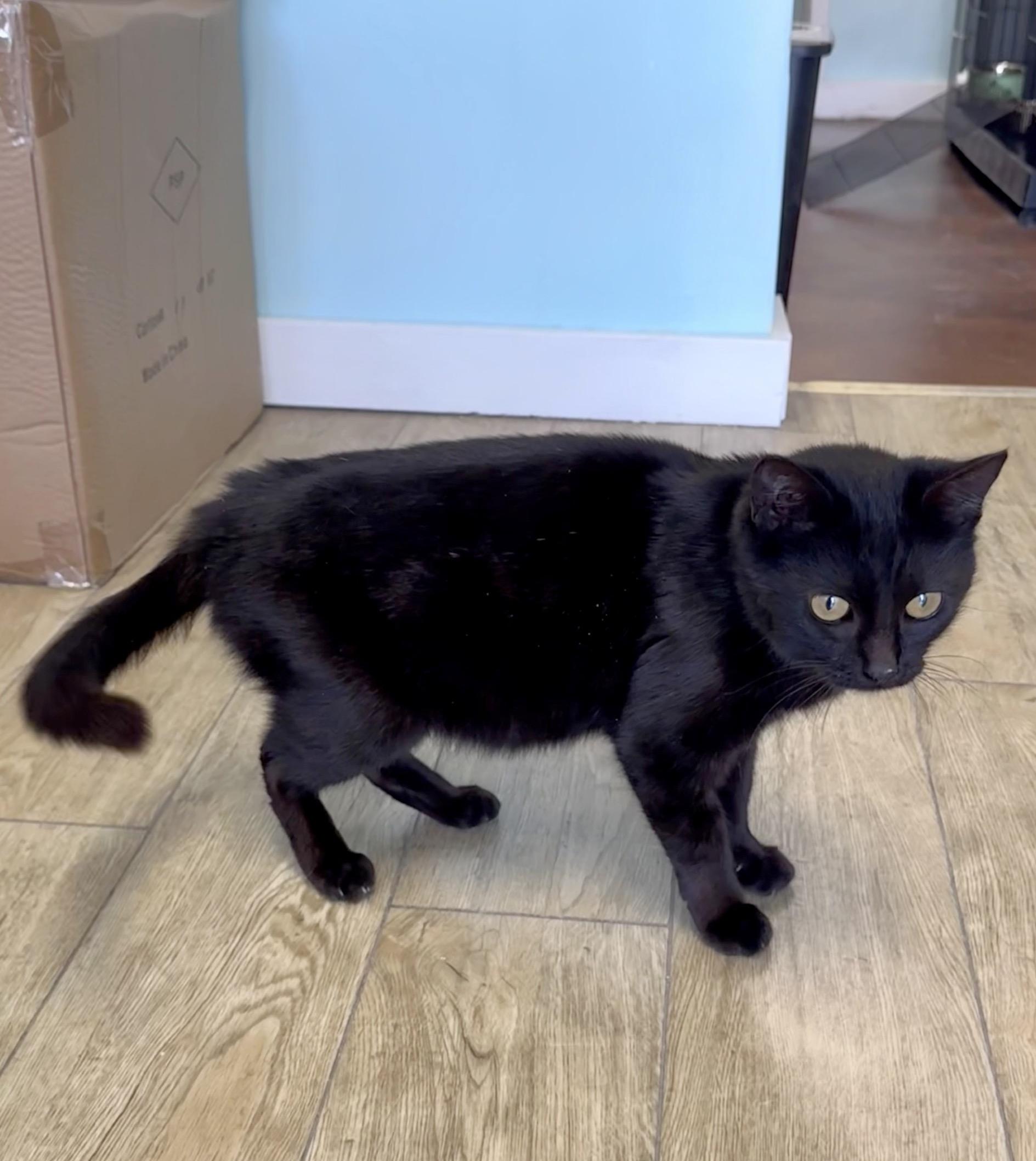 CARMEN, Adoptable, Kitten Female Domestic Short Hair.