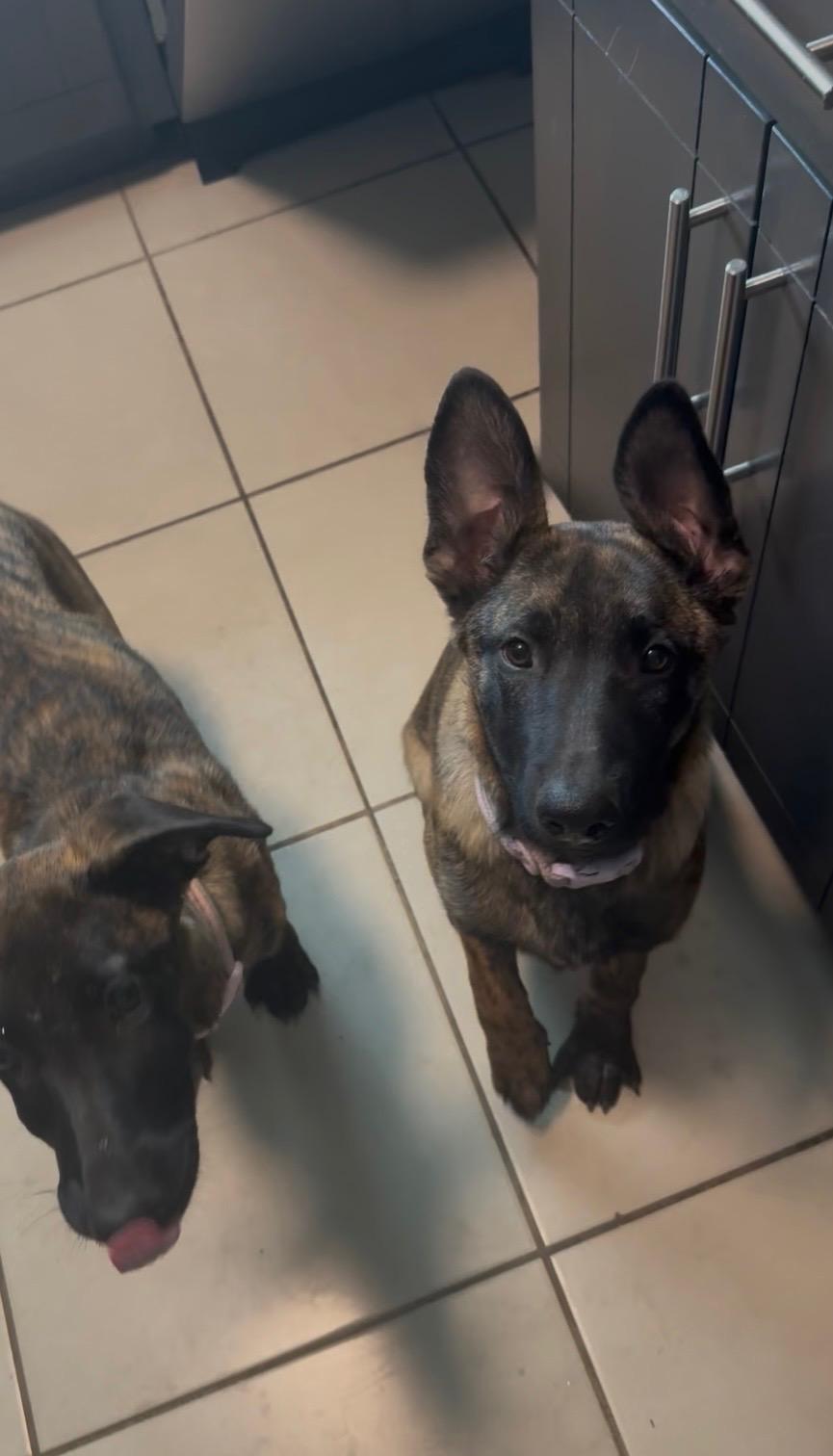 Enlarge Juliet, a Adoptable Belgian Shepherd / Malinois in Tucson, AZ image 1/4