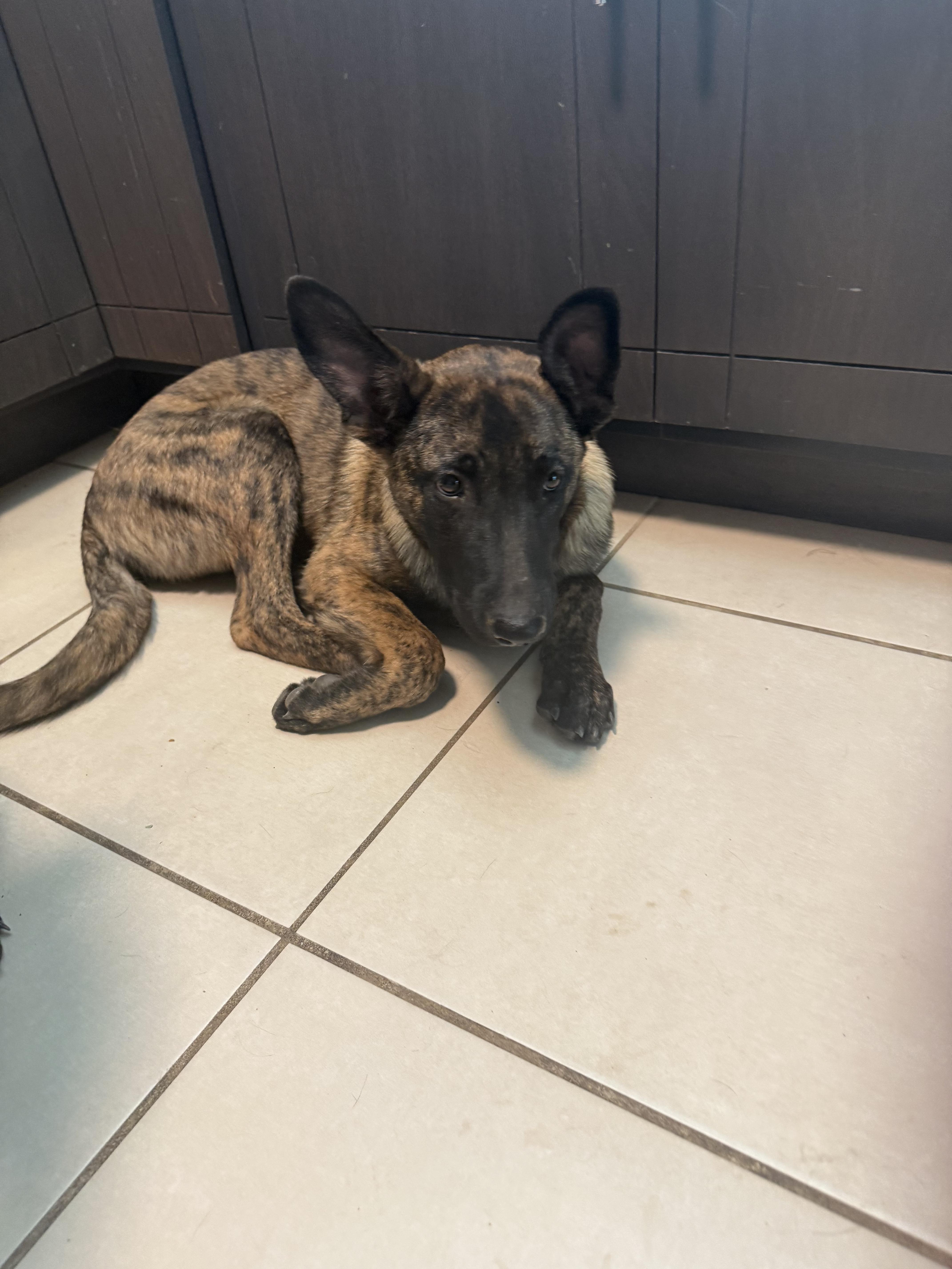 Enlarge Juliet, a Adoptable Belgian Shepherd / Malinois in Tucson, AZ image 2/4