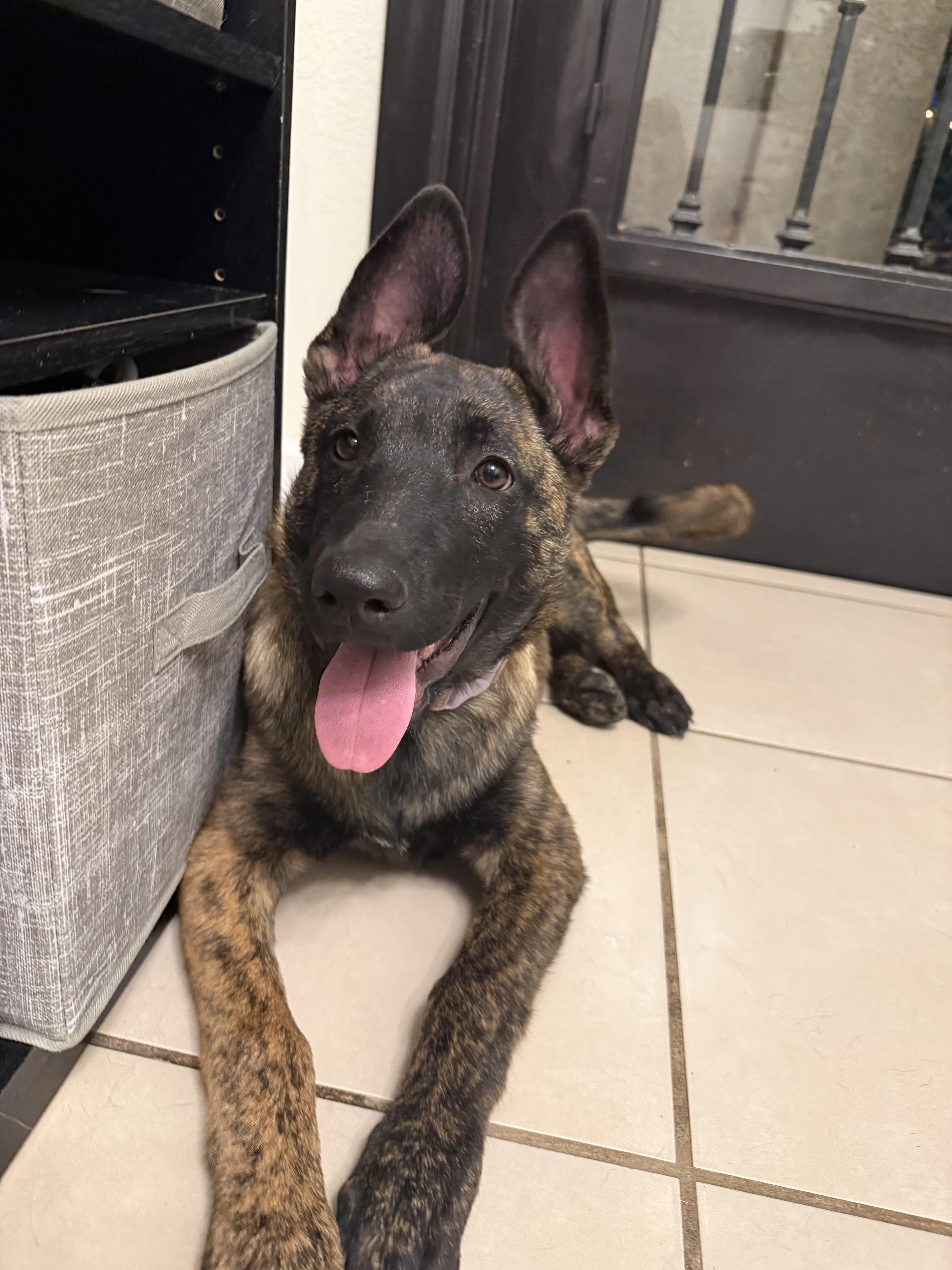 Enlarge Juliet, a Adoptable Belgian Shepherd / Malinois in Tucson, AZ image 3/4